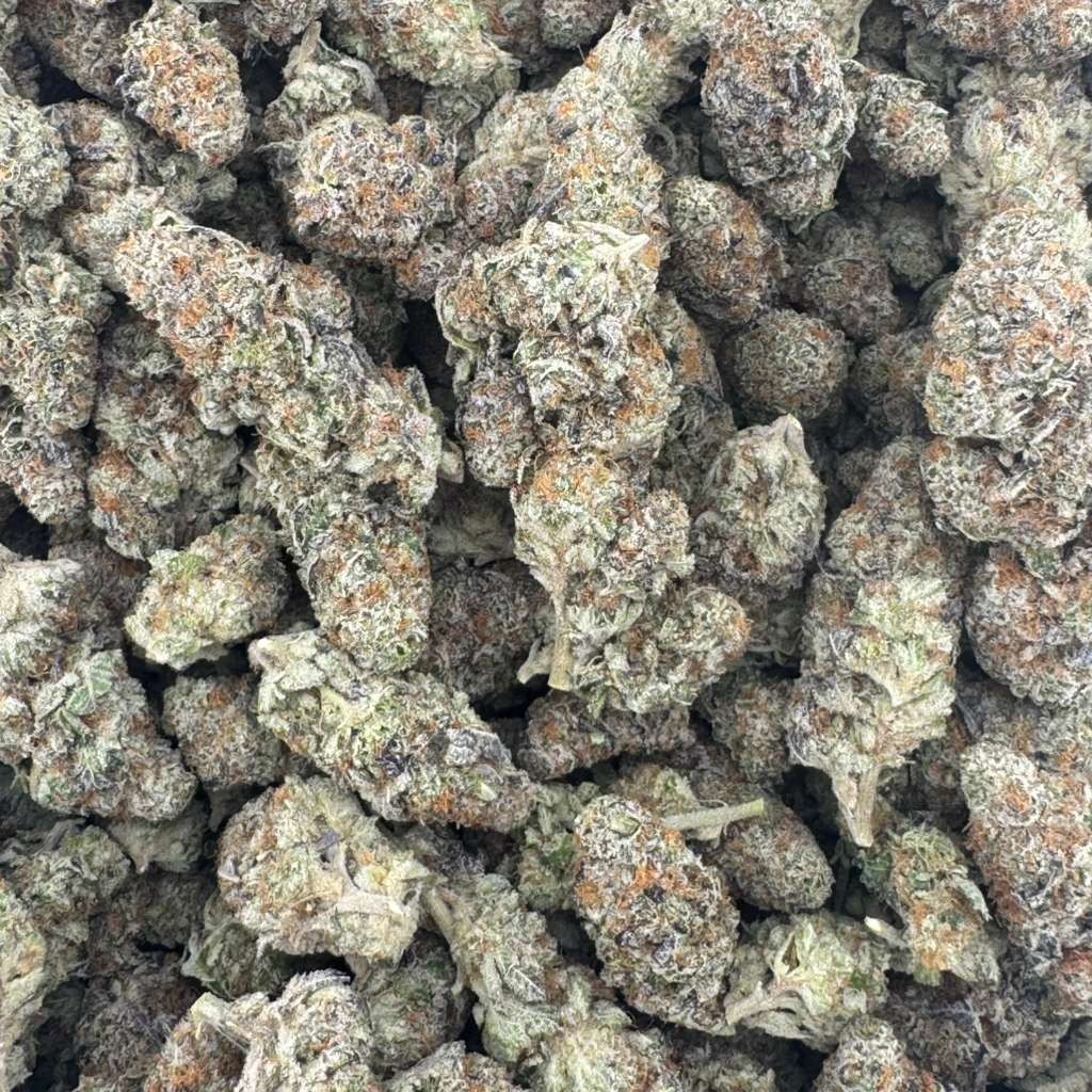 NORTHERN LIGHTS