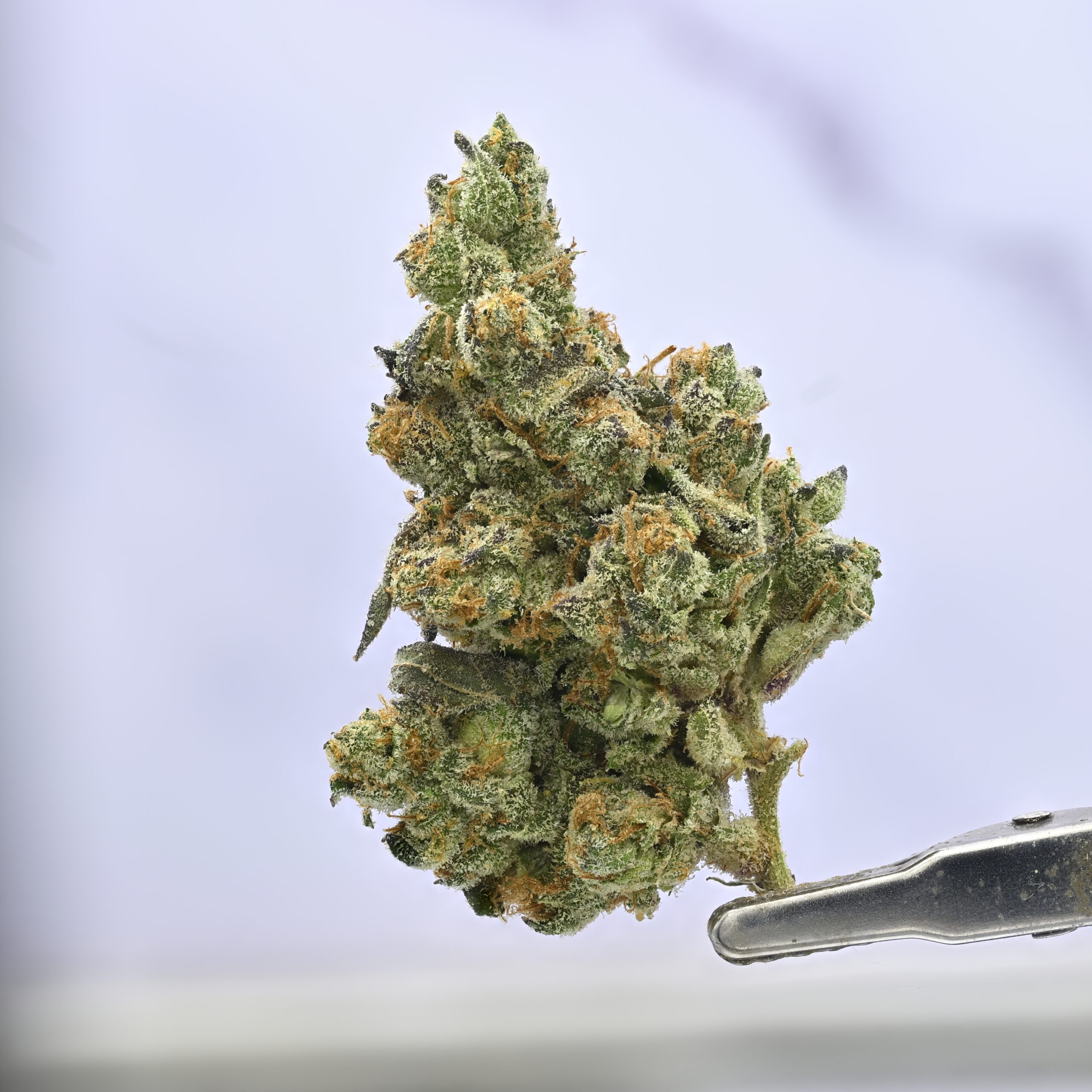 1st Class Gas THCA flower — White Ash Reserve