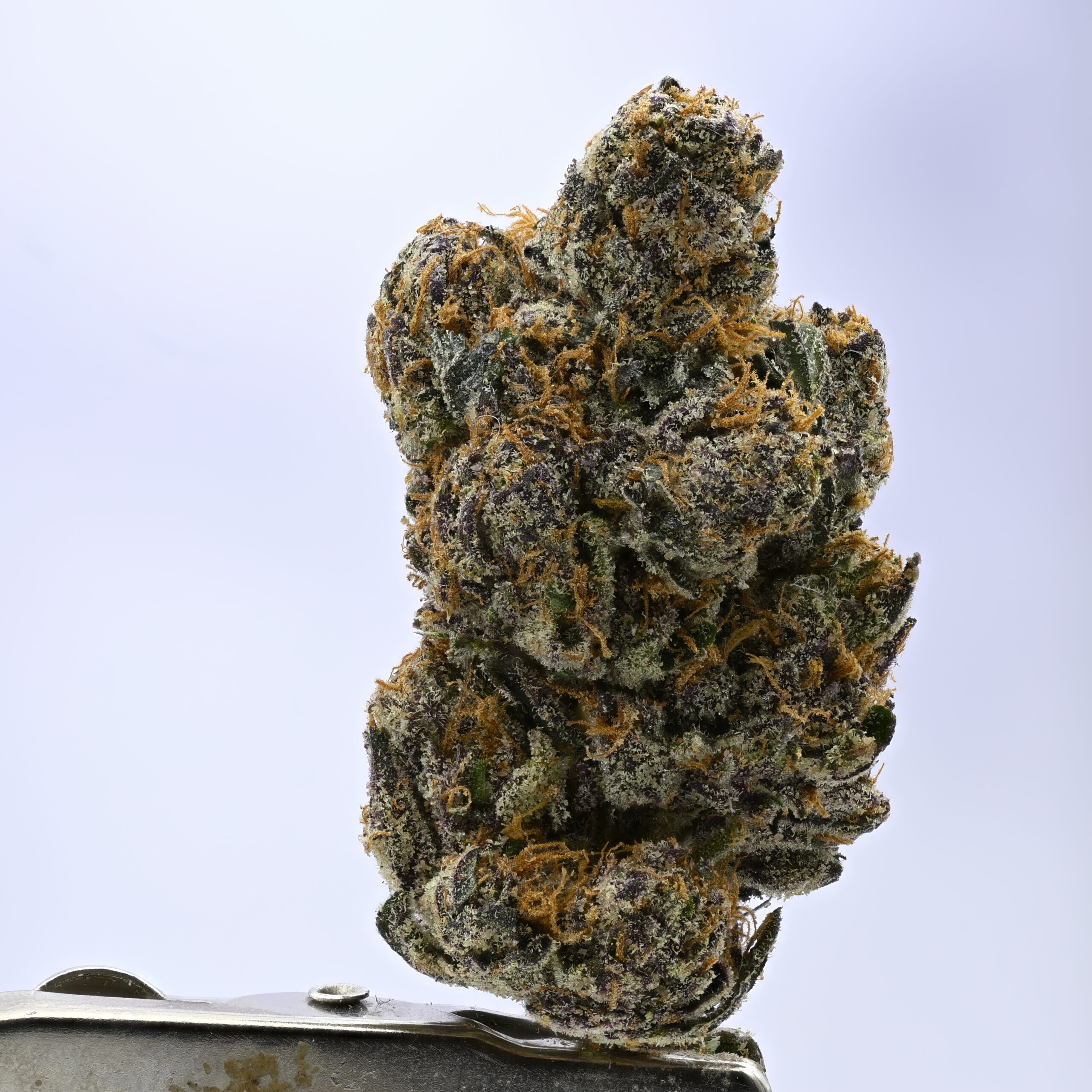 Angel City Farmers Crunch Berries THCA flower — White Ash Reserve