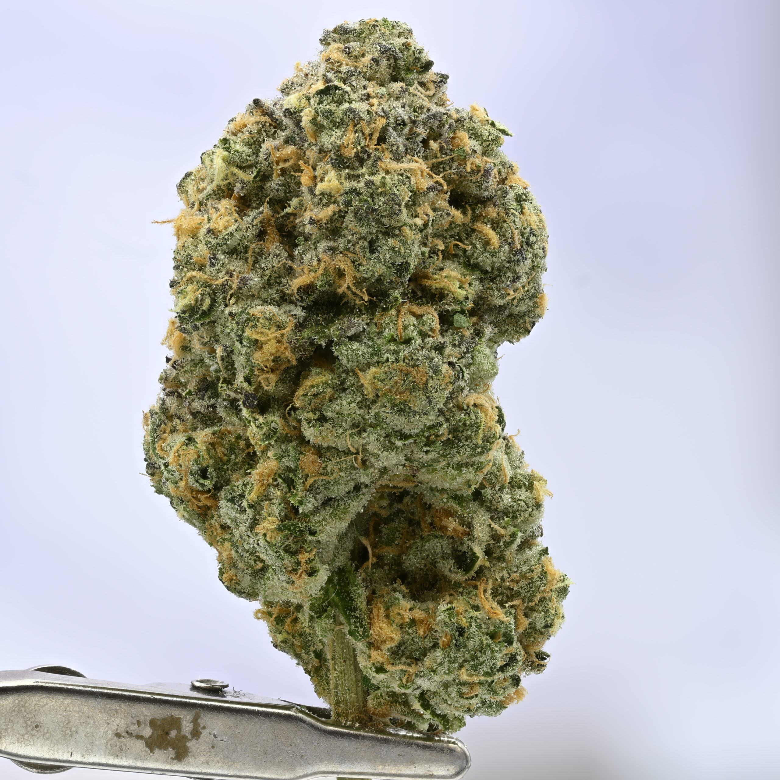 Angel City Farmers Horchata THCA flower — White Ash Reserve