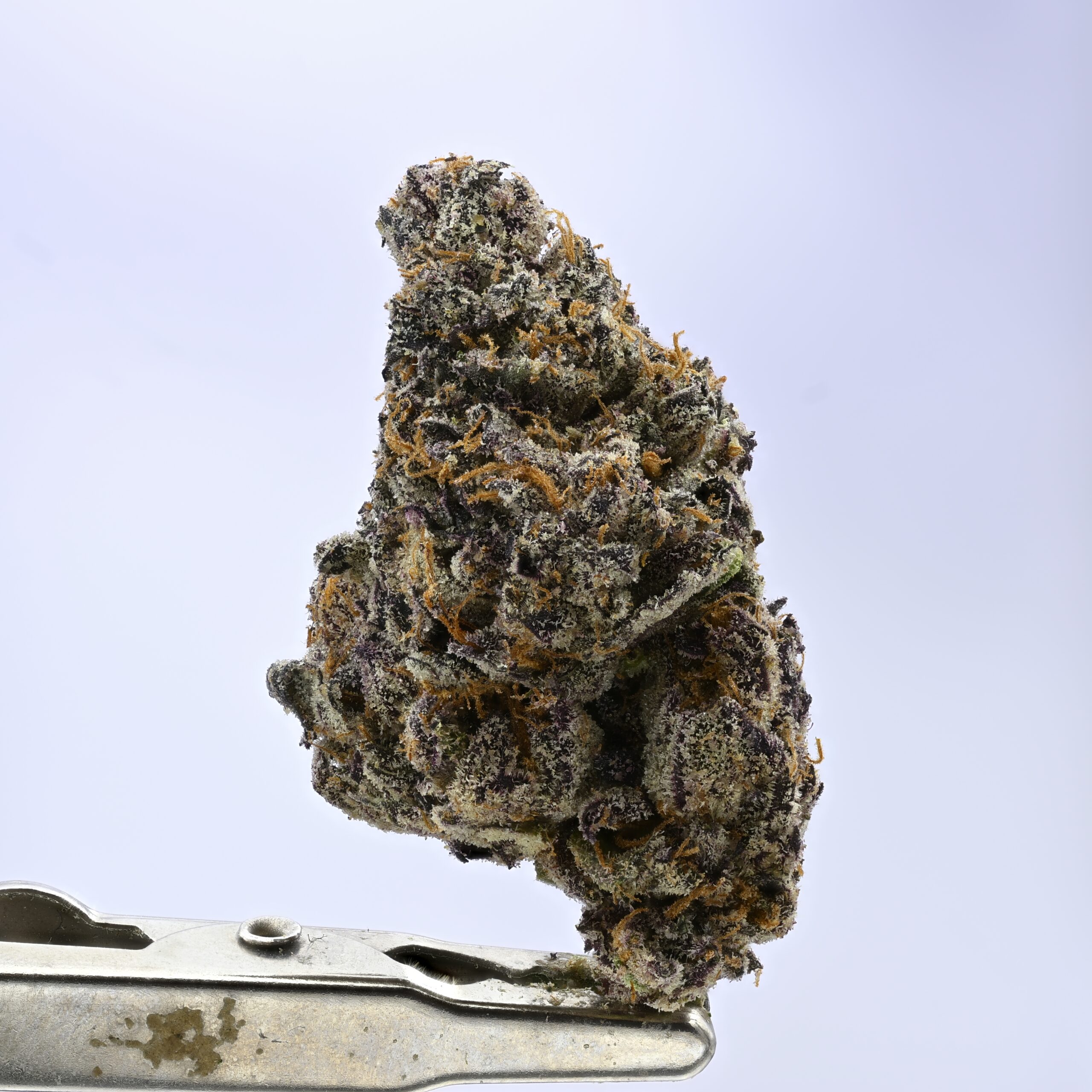 Angel City Farmers Red Hotz THCA flower — White Ash Reserve