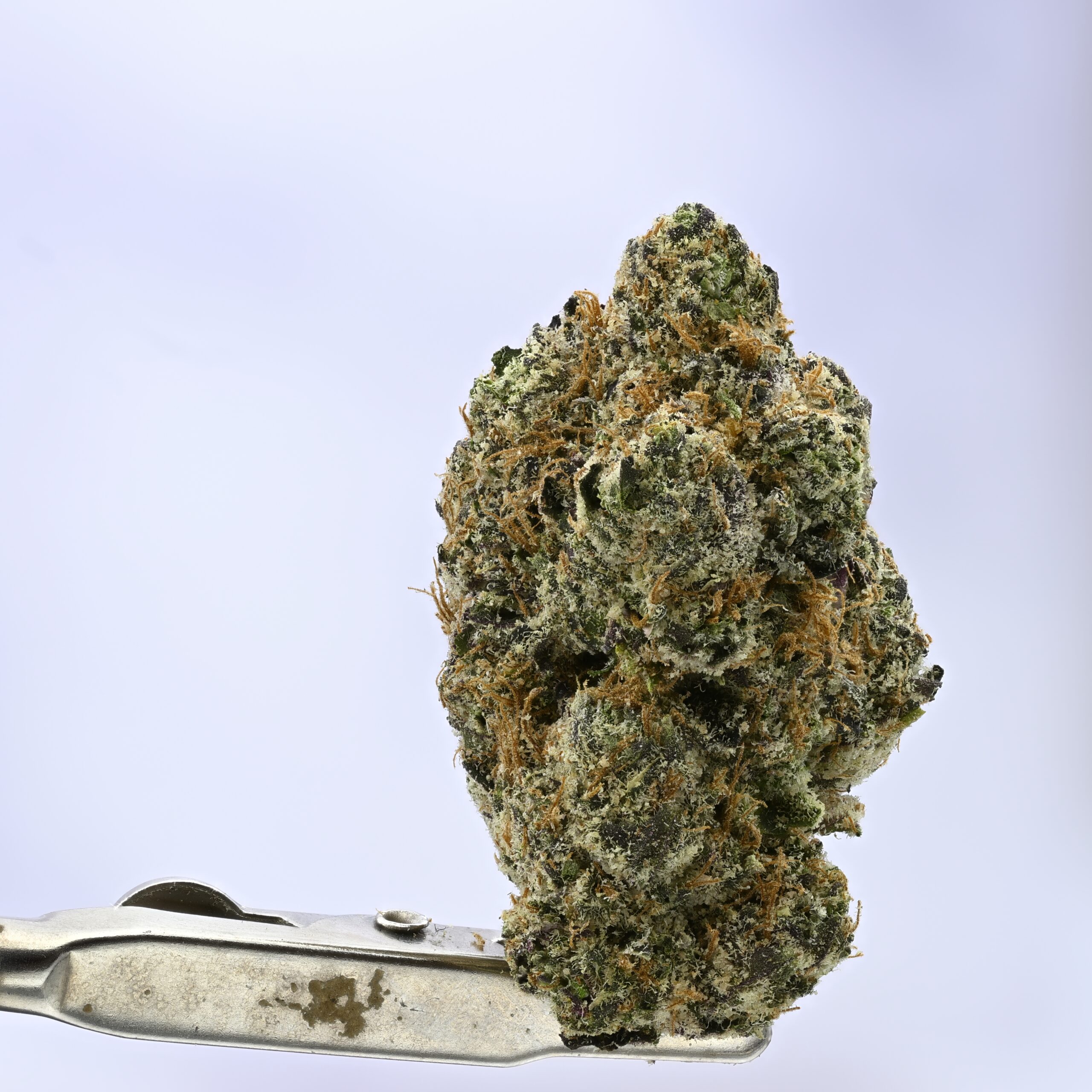 Angel City Farmers Shirley Temple THCA flower — White Ash Reserve