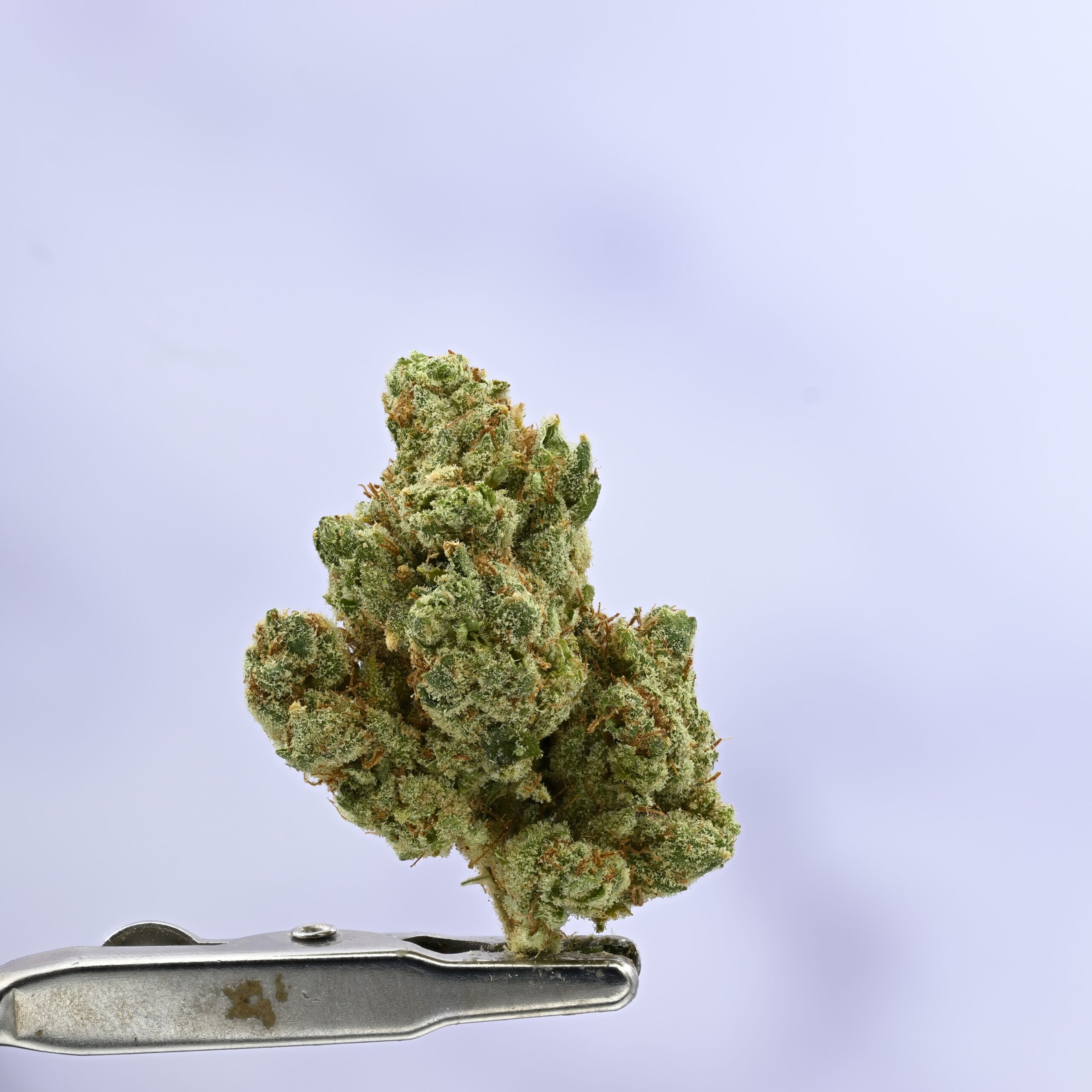 Cadre Vedre Mega Wellness OG(Light Damage) THCA flower — White Ash Reserve