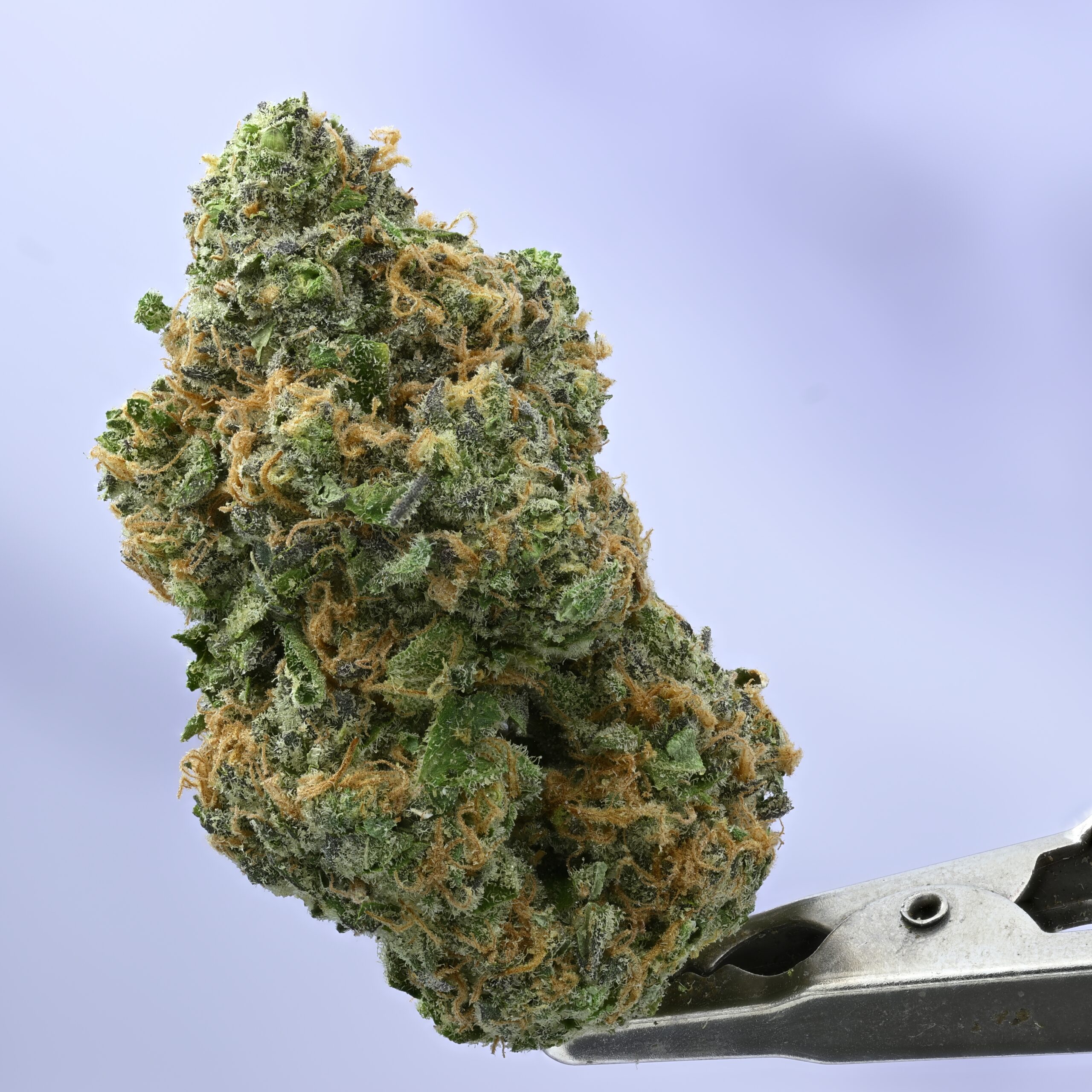 Cadre Verde 4 SEASONZ THCA flower — White Ash Reserve