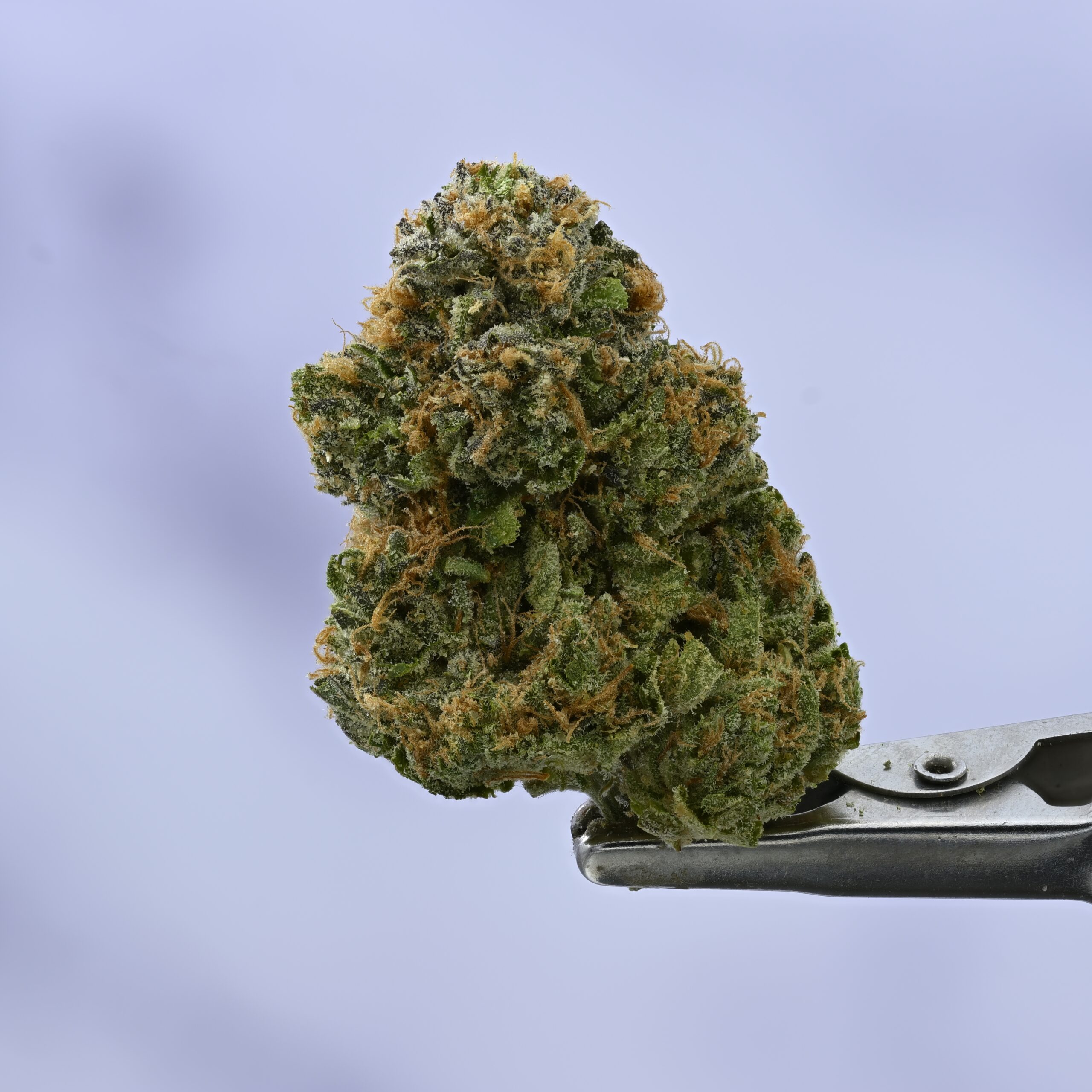 Cadre Verde Cadre Z THCA flower — White Ash Reserve