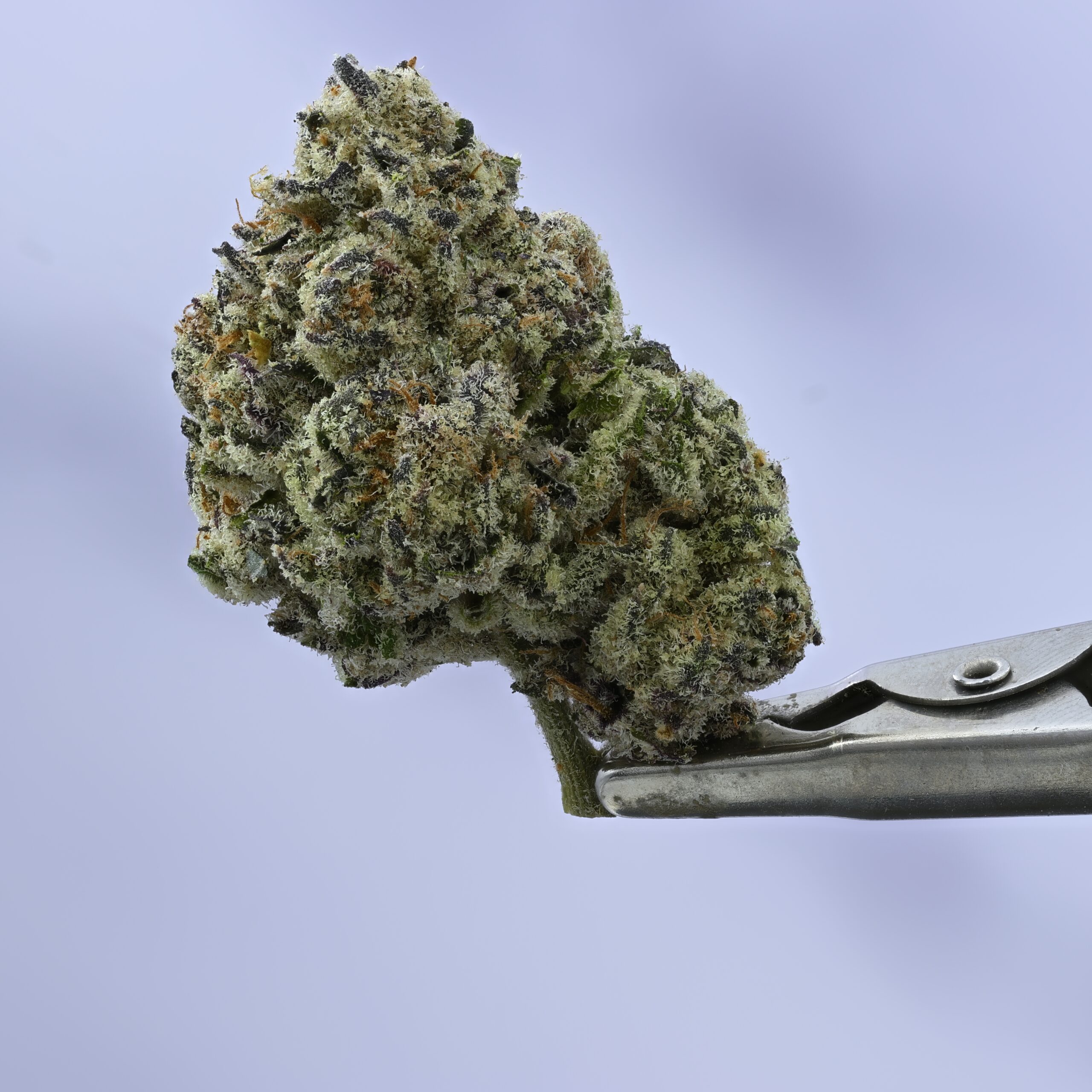 Cadre Verde GPZ THCA flower — White Ash Reserve