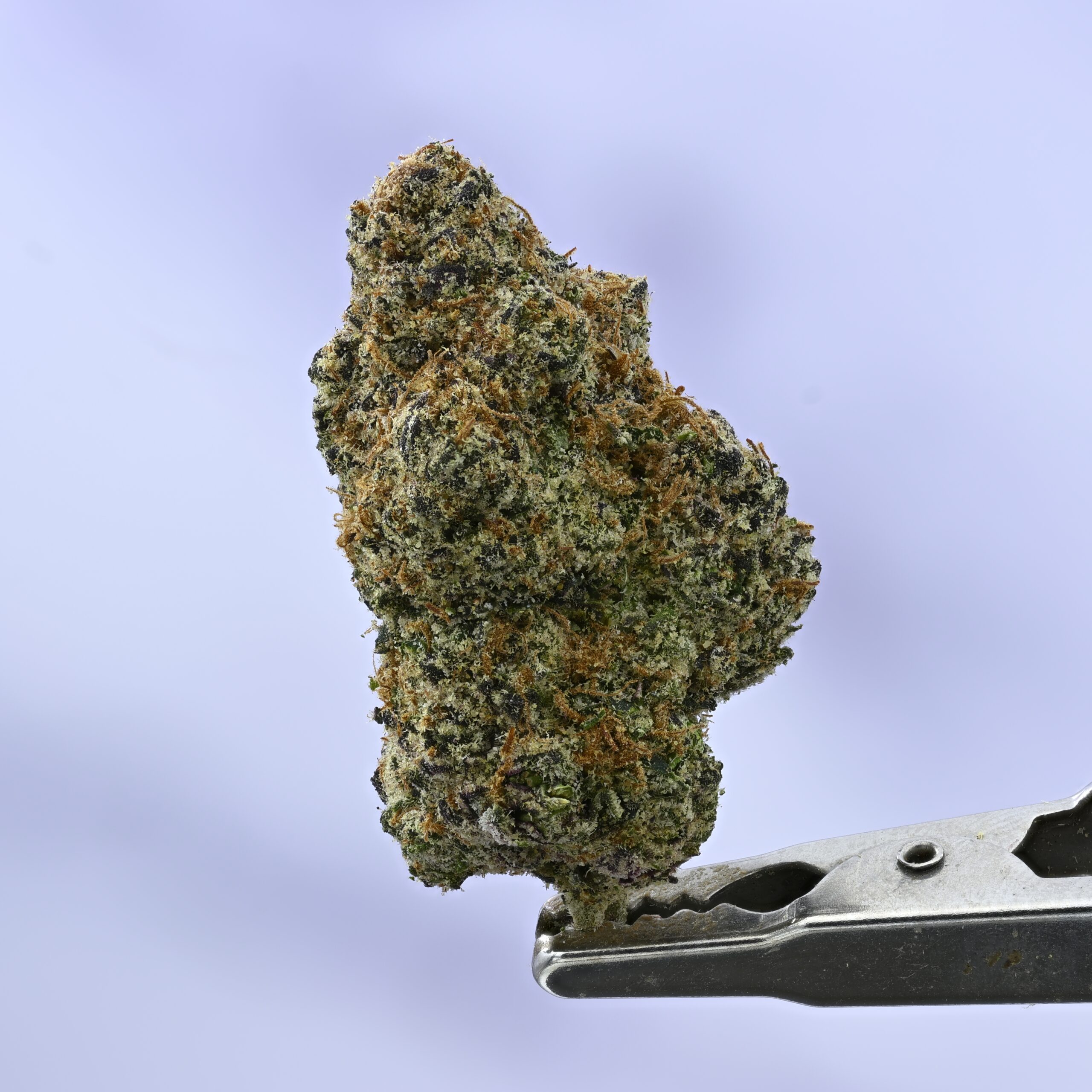 Doja Bubble Rose THCA flower — White Ash Reserve