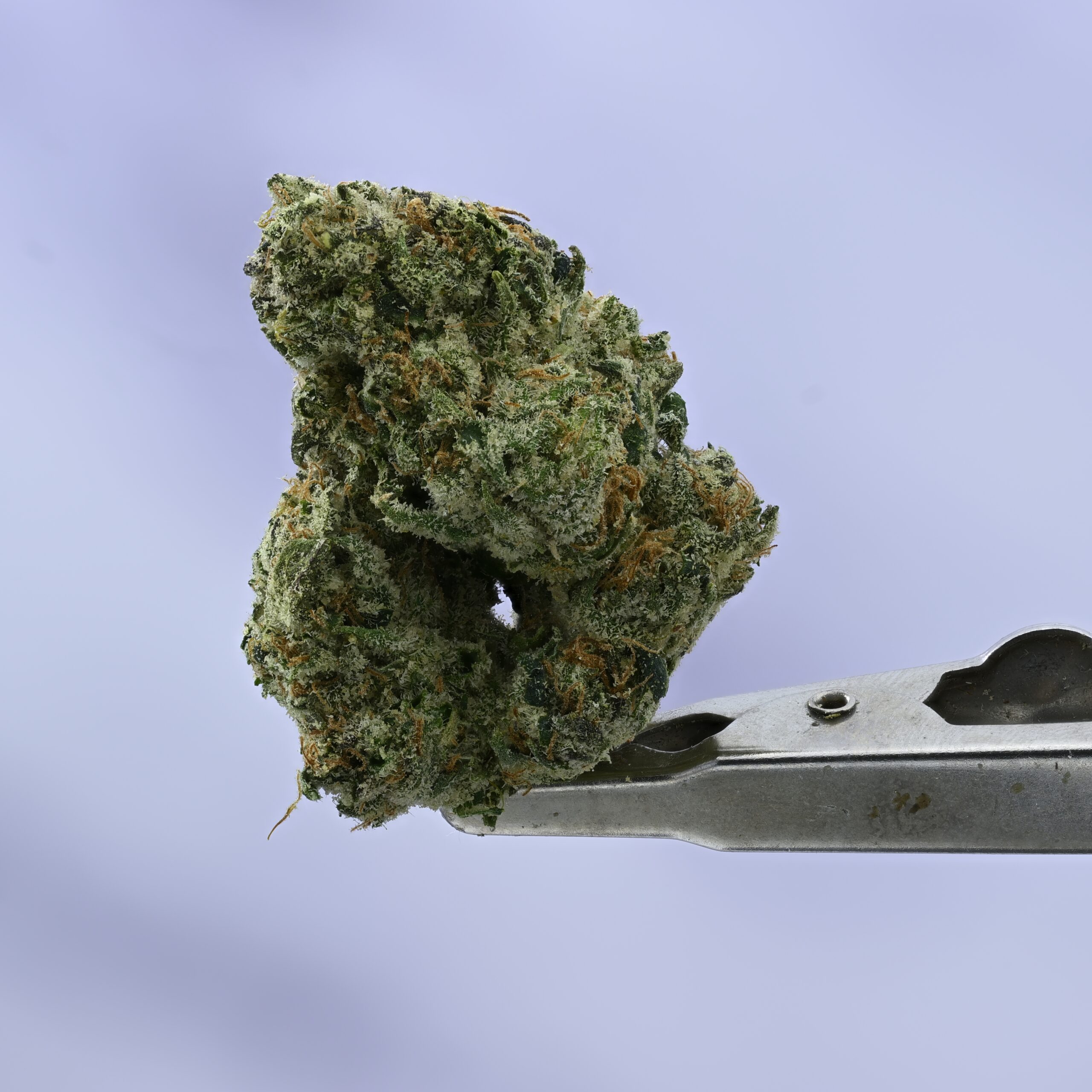 Doja Poplatto THCA flower — White Ash Reserve