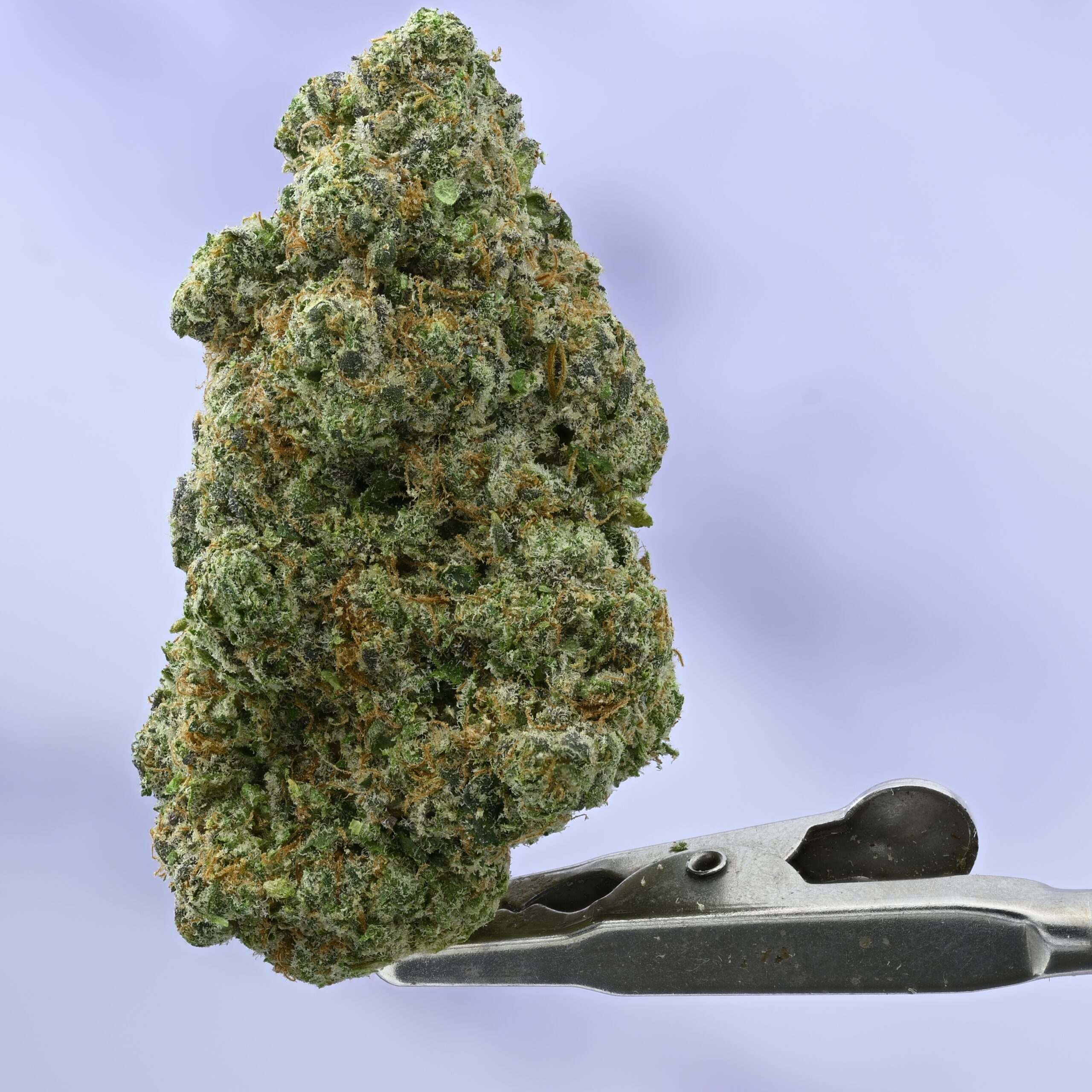 Doja Ruby Red THCA flower — White Ash Reserve