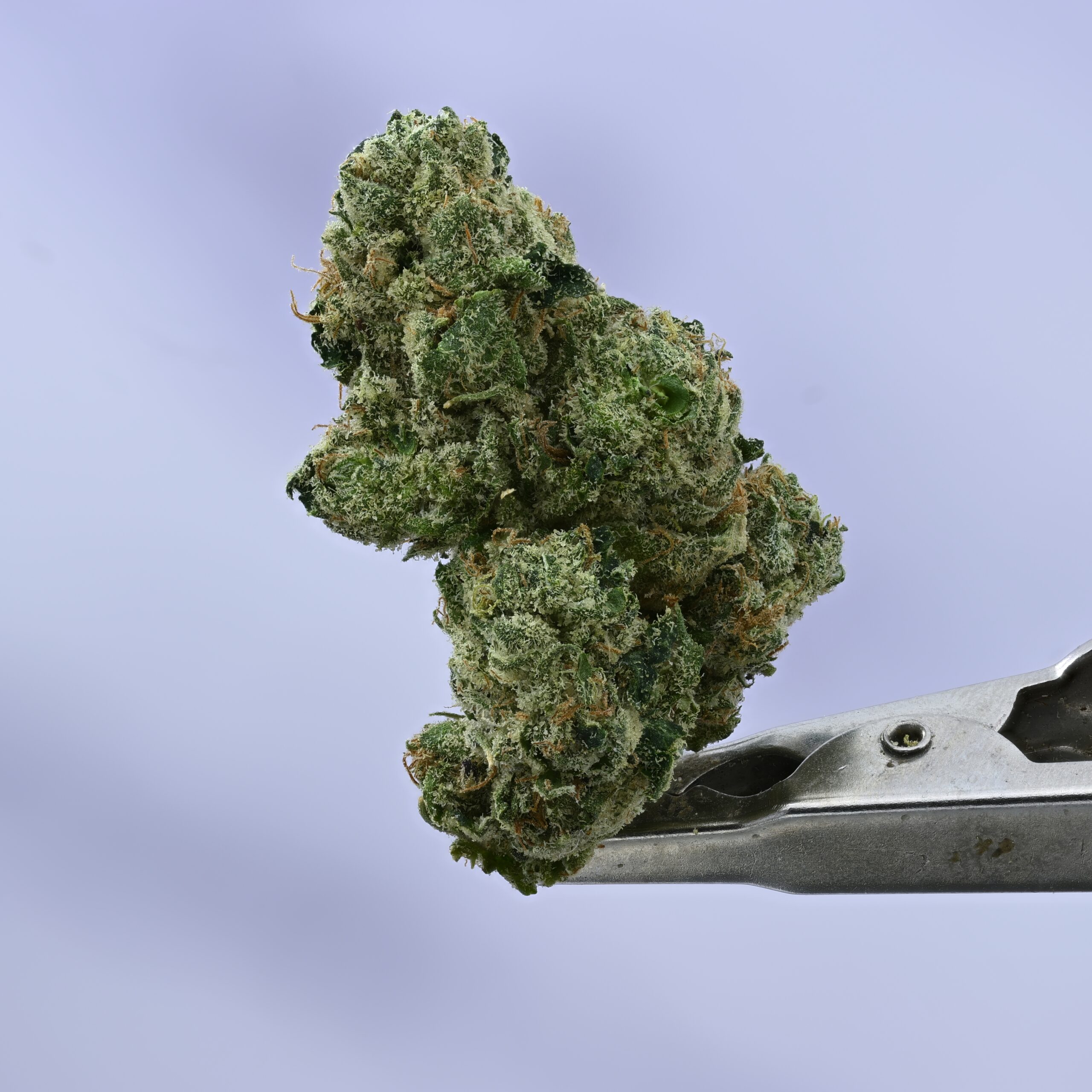 Doja Street Candy THCA flower — White Ash Reserve