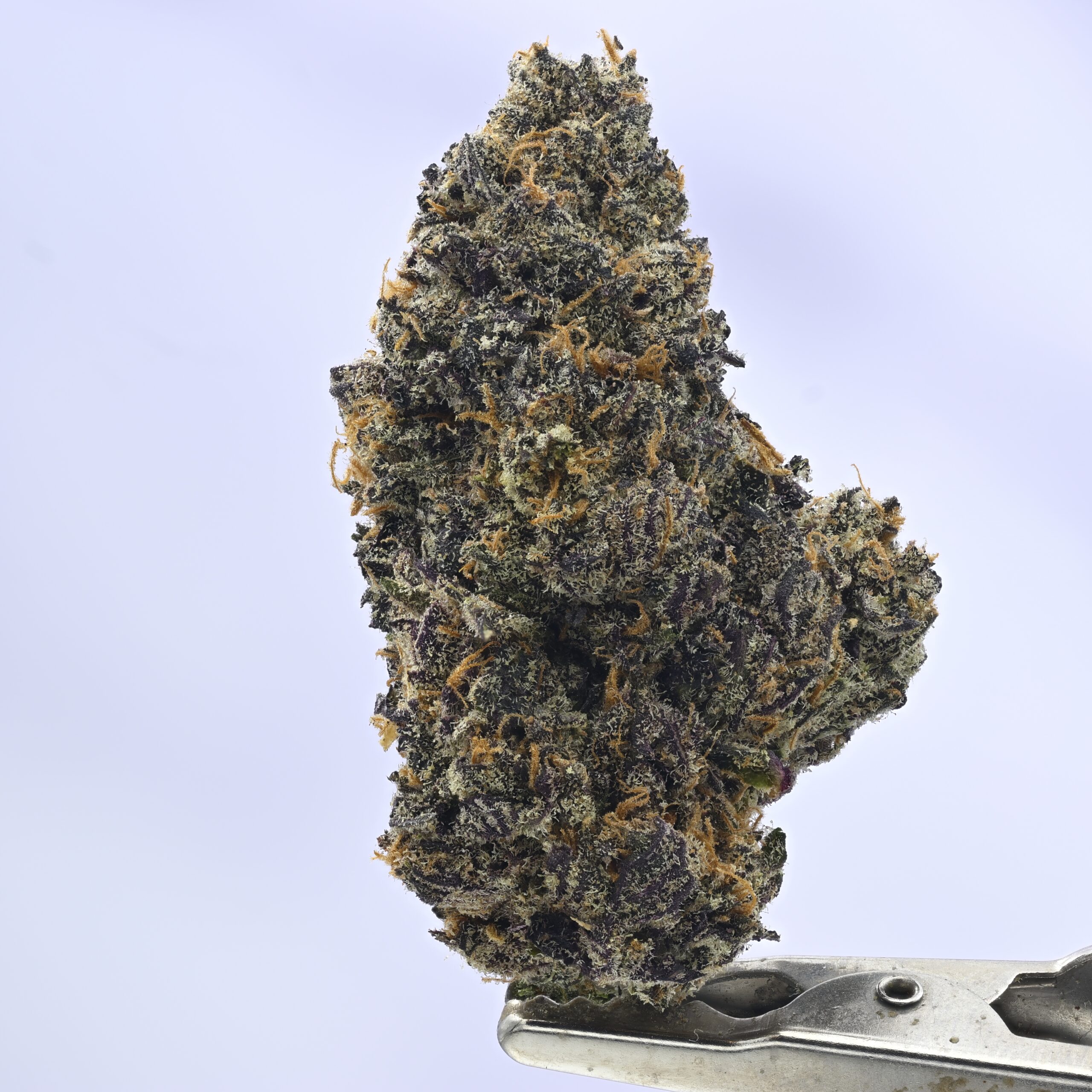 Doja Ultraviolet THCA flower — White Ash Reserve