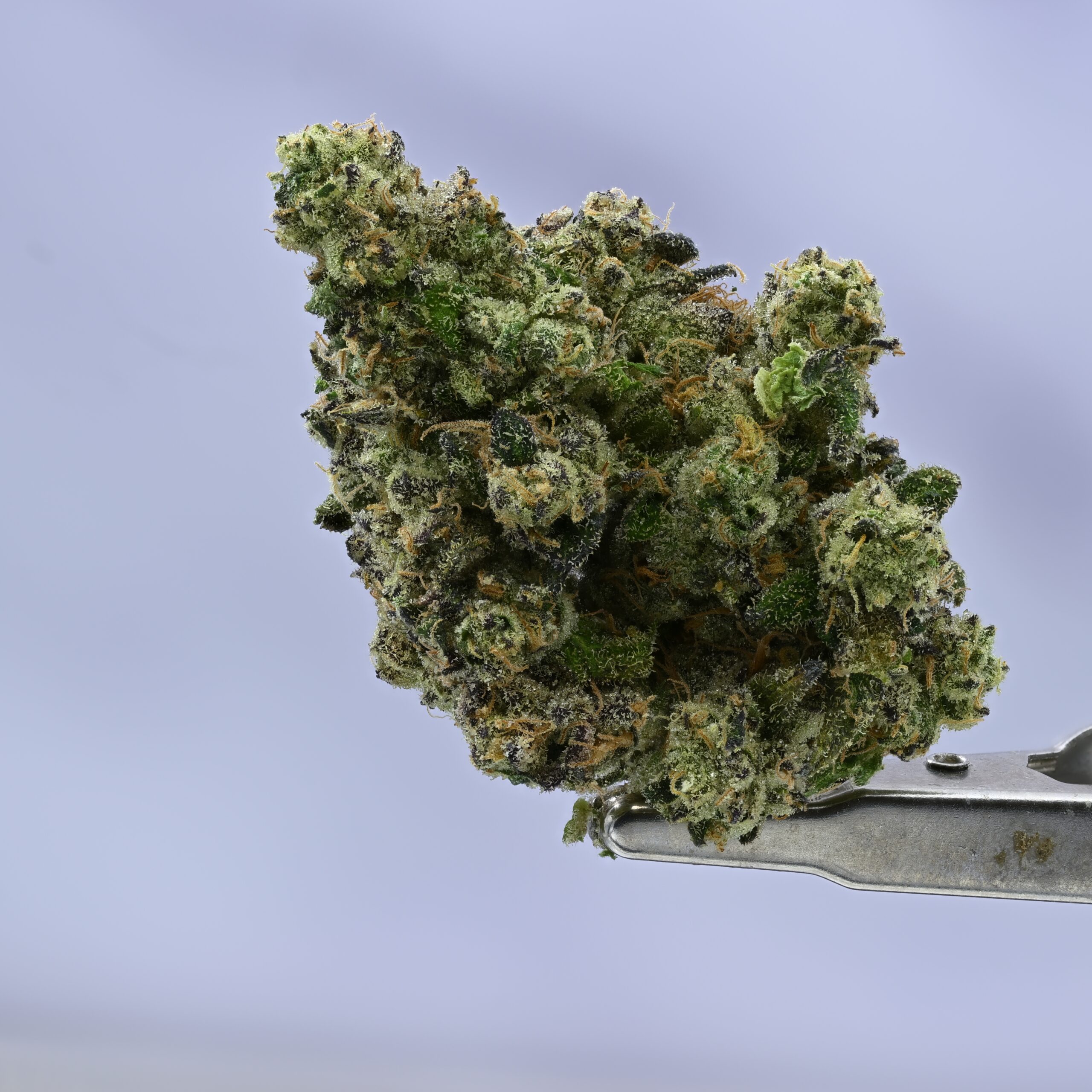 Doja Zours THCA flower — White Ash Reserve