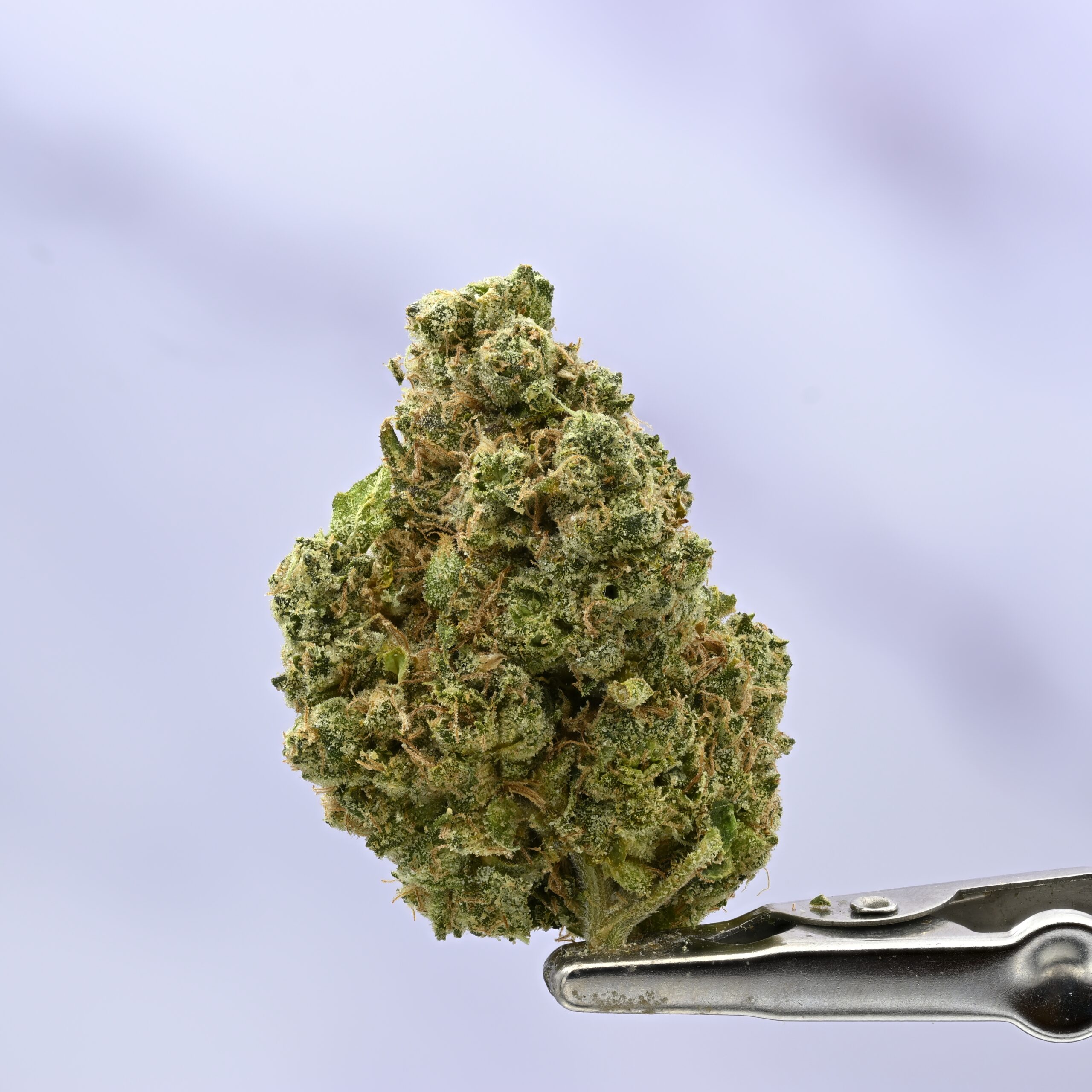 Donnie Burger THCA flower — White Ash Reserve