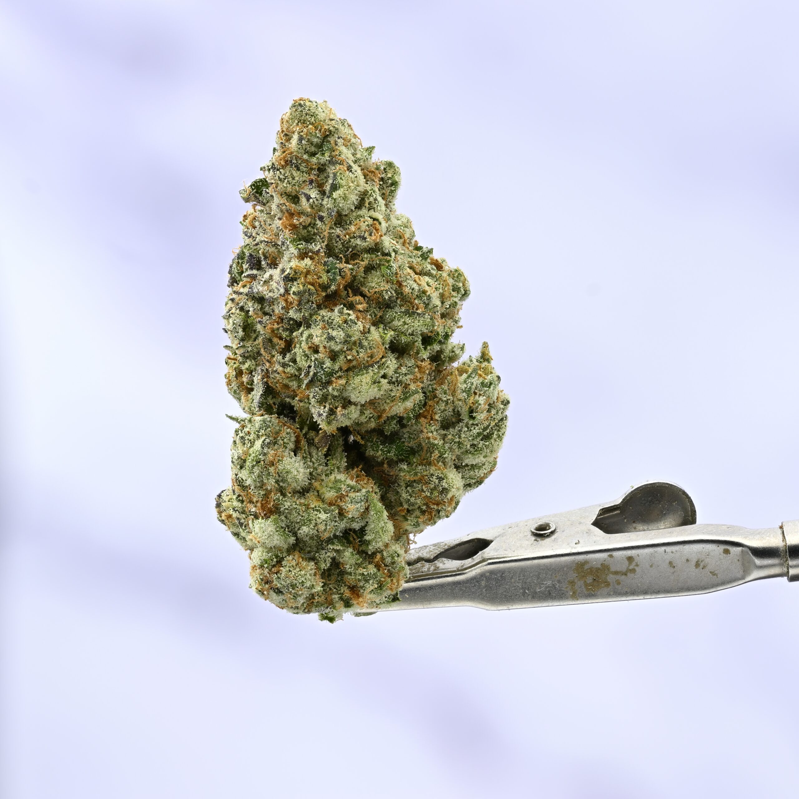 DoughBoy THCA flower — White Ash Reserve