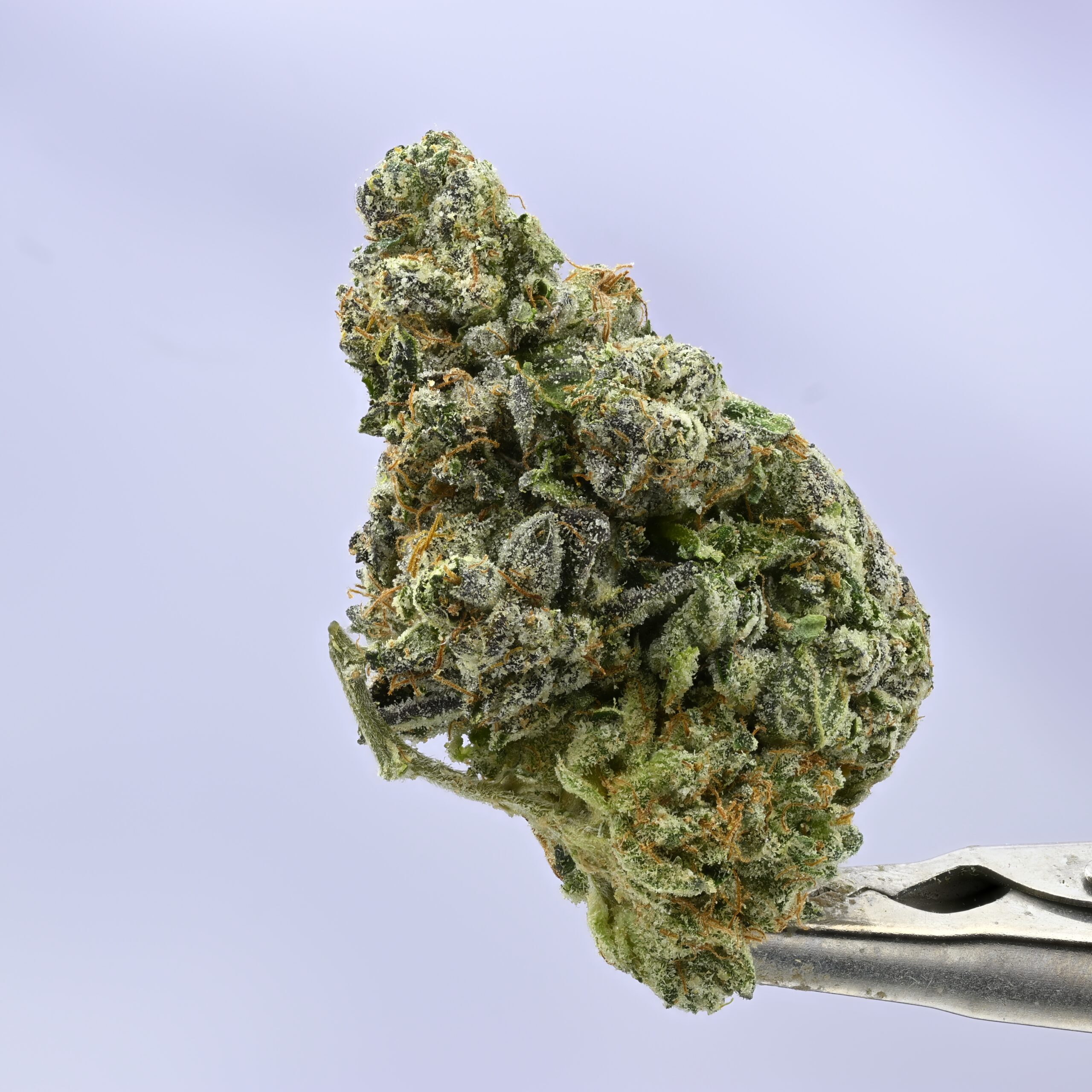 Kush Co Iceberg Slim THCA flower — White Ash Reserve
