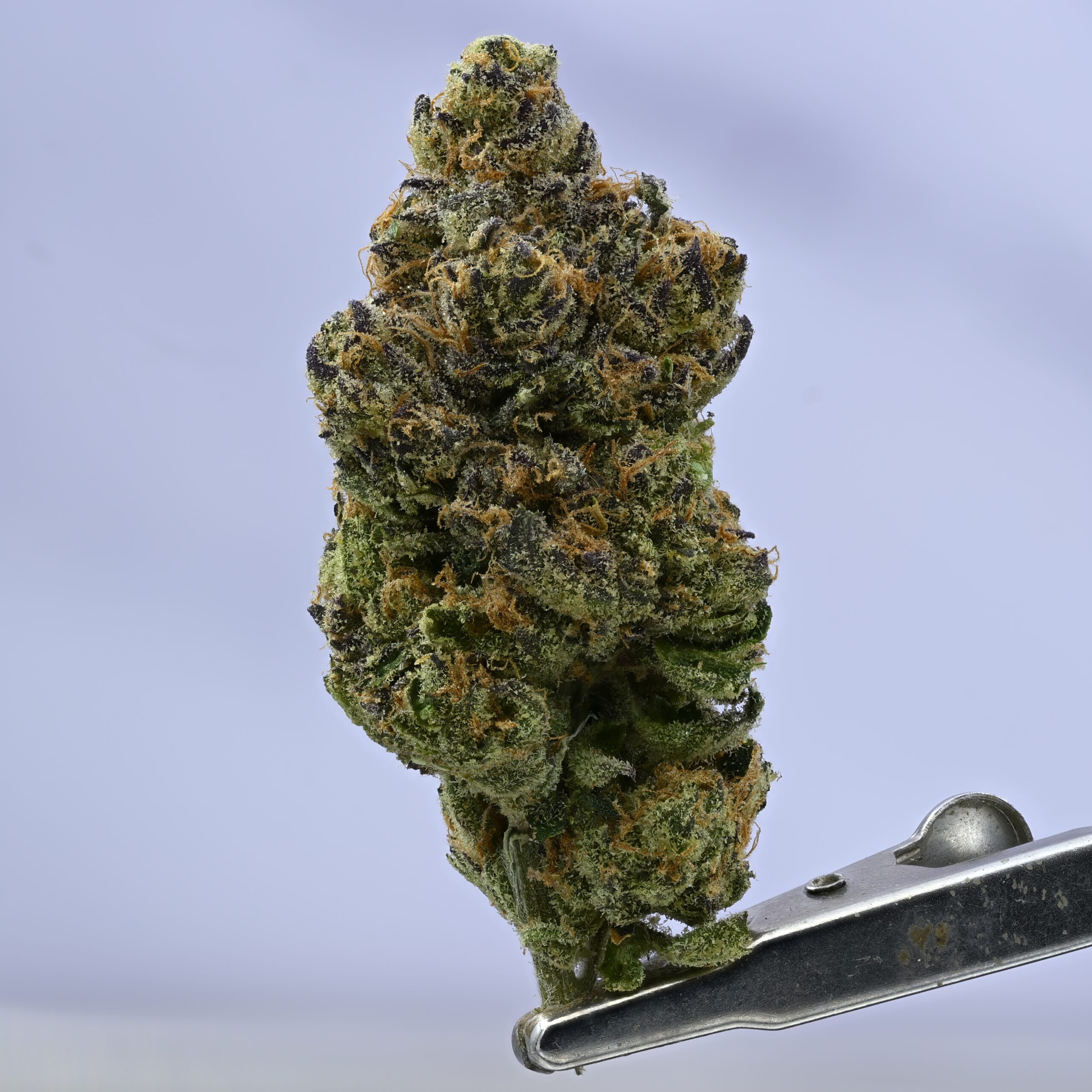 LAFF Zamosa THCA flower — White Ash Reserve