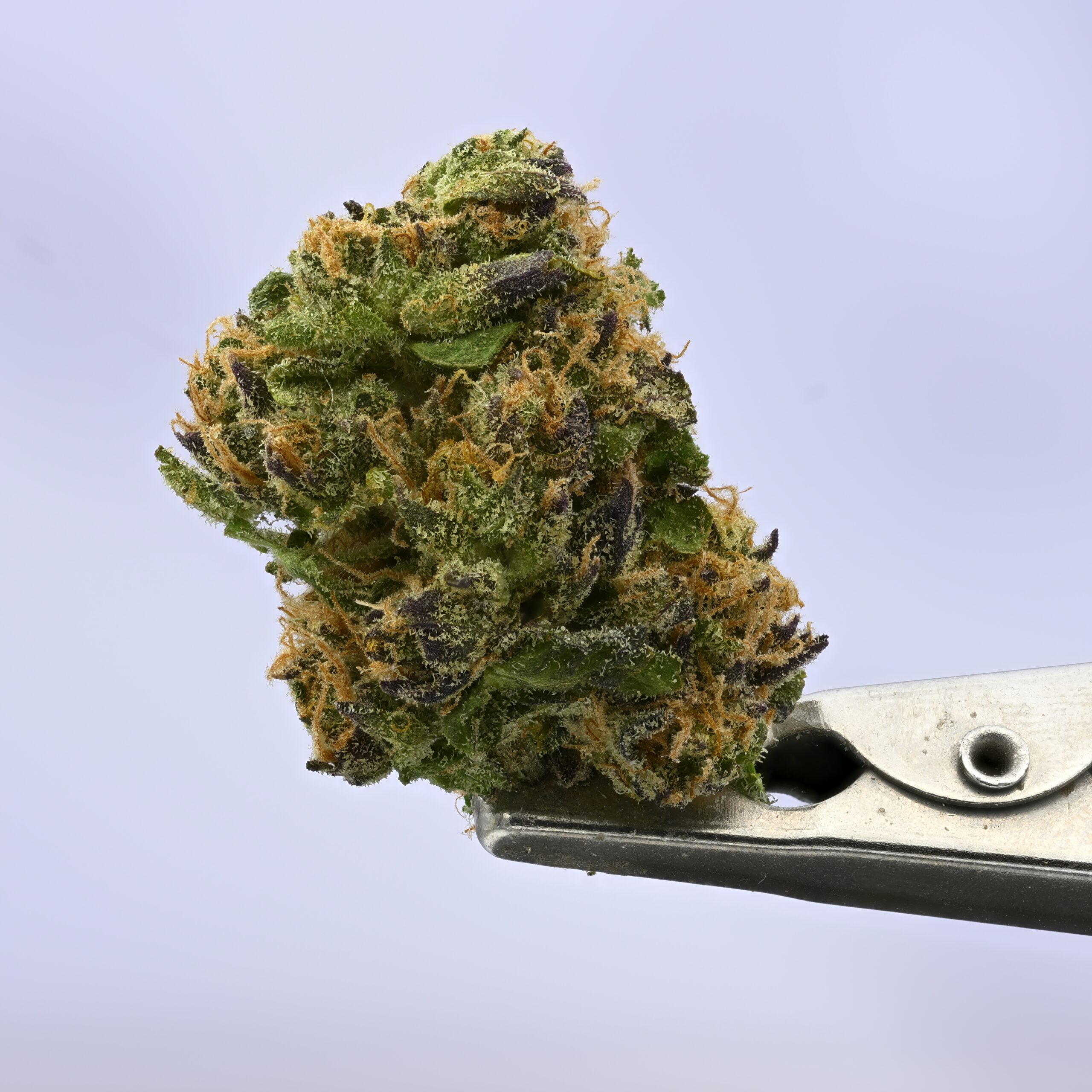 LAFF Zamosa Mediums THCA flower — White Ash Reserve