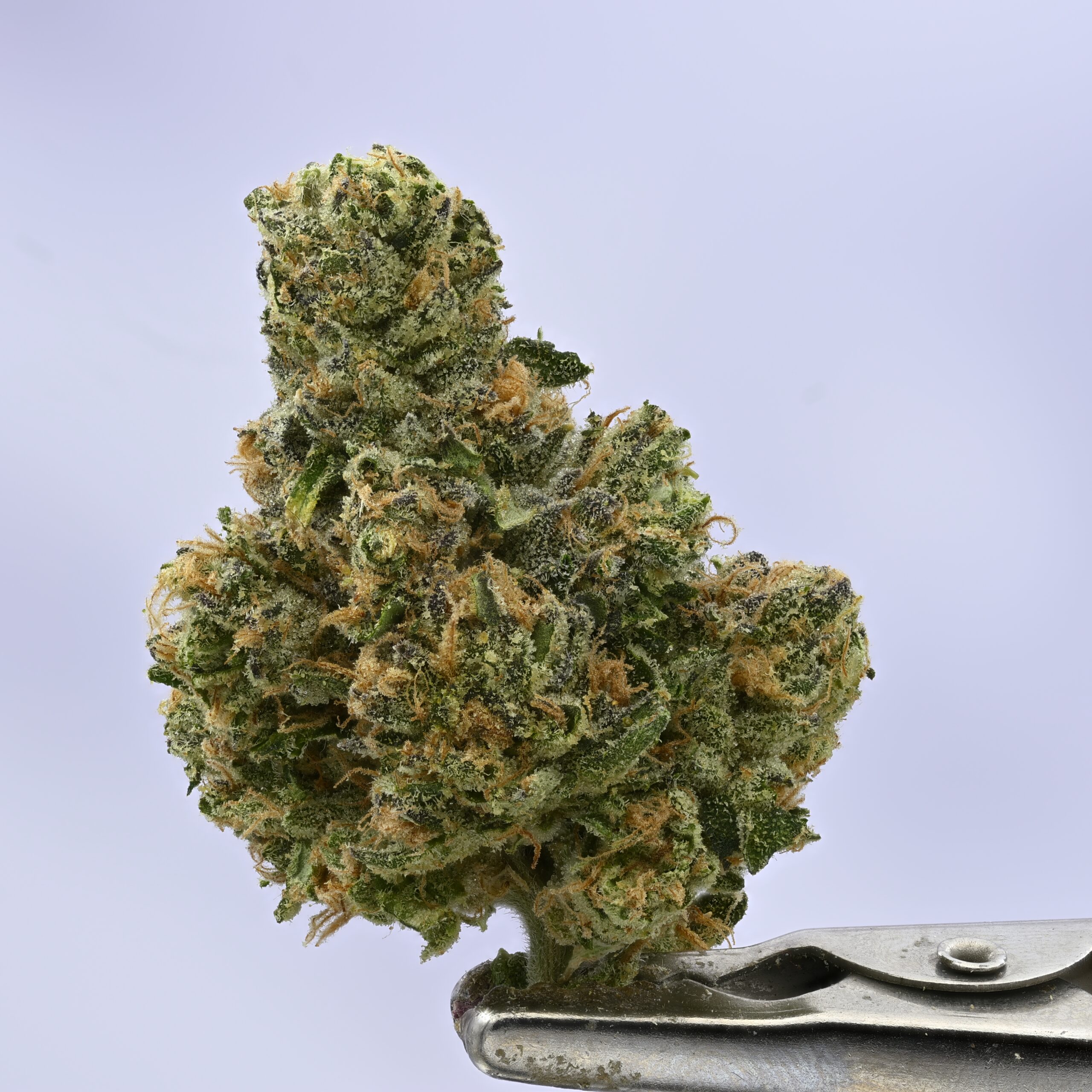 Preferred Gardens D Lish THCA flower — White Ash Reserve