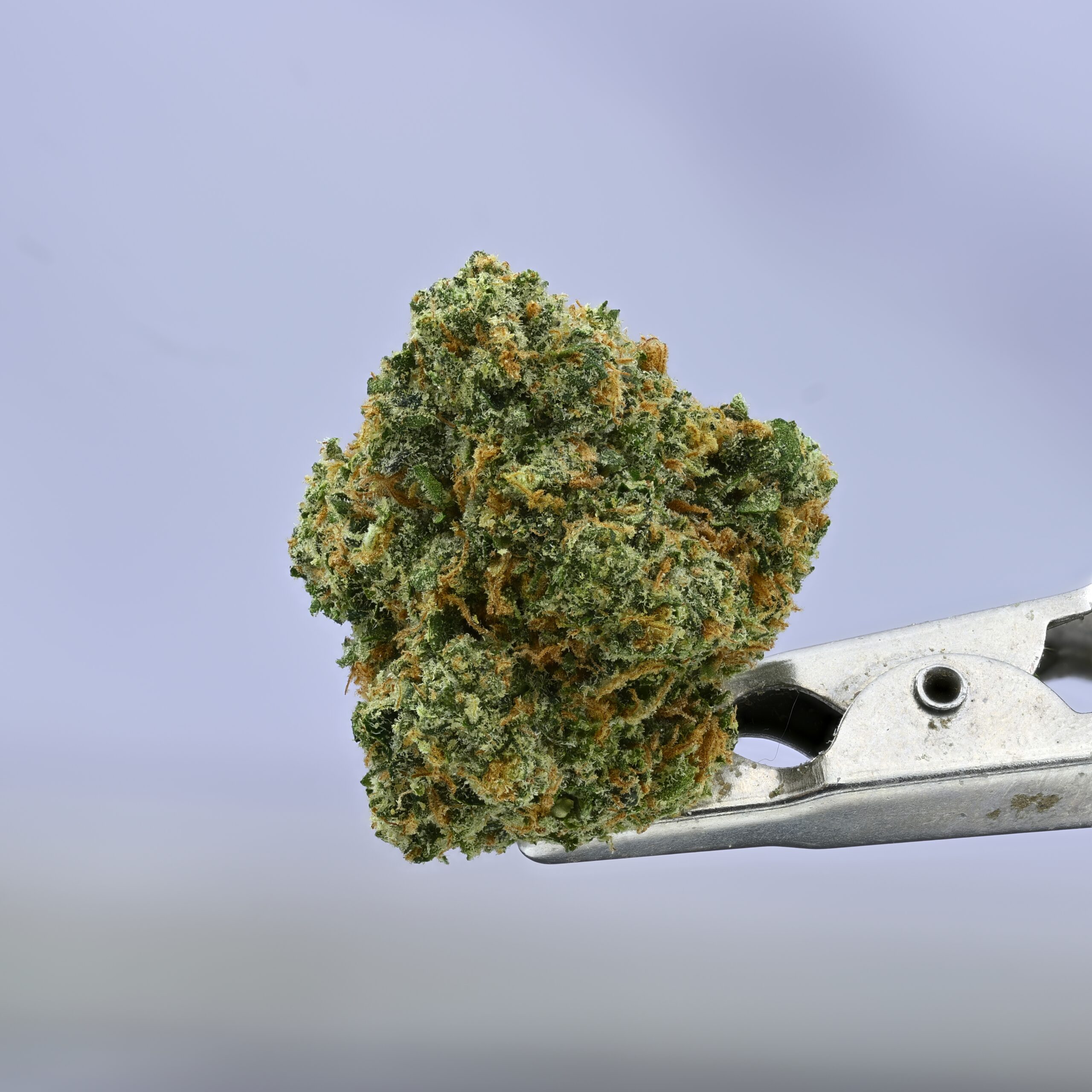 Preferred Gardens Noze THCA flower — White Ash Reserve