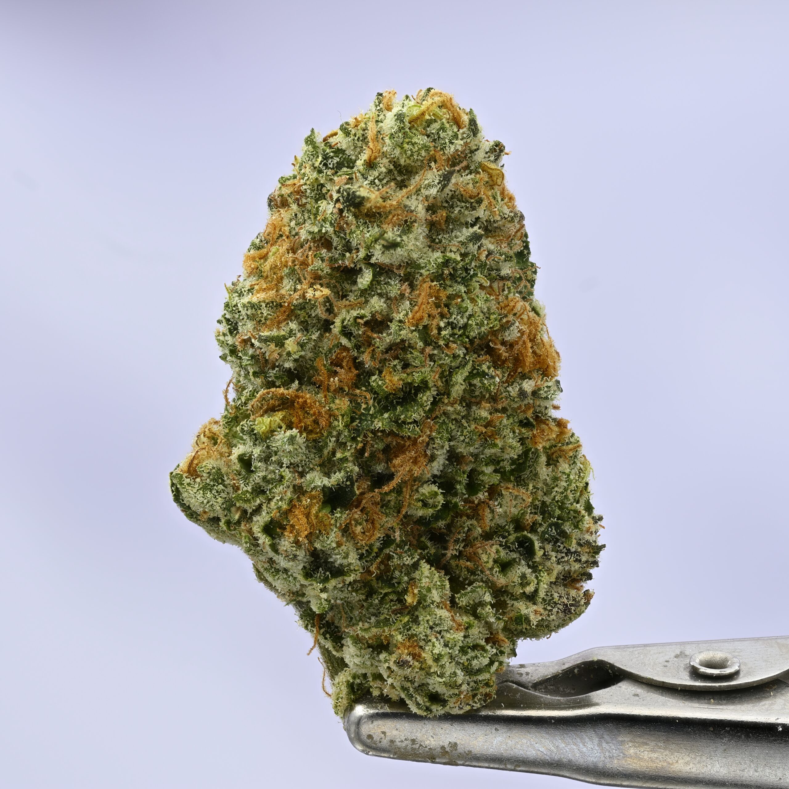 Preferred Gardens Pearlz THCA flower — White Ash Reserve
