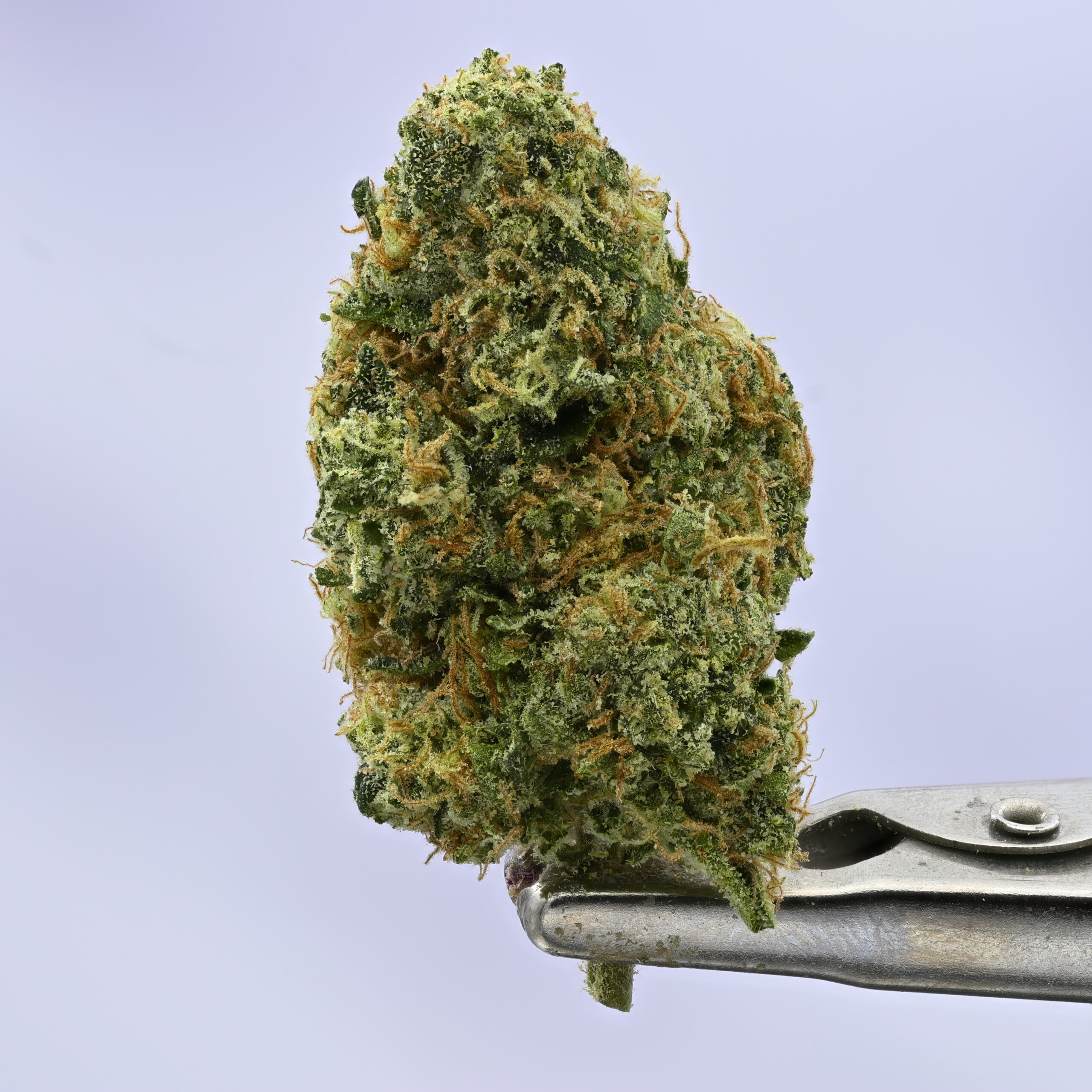 Preferred Gardens Purple Meduza THCA flower — White Ash Reserve