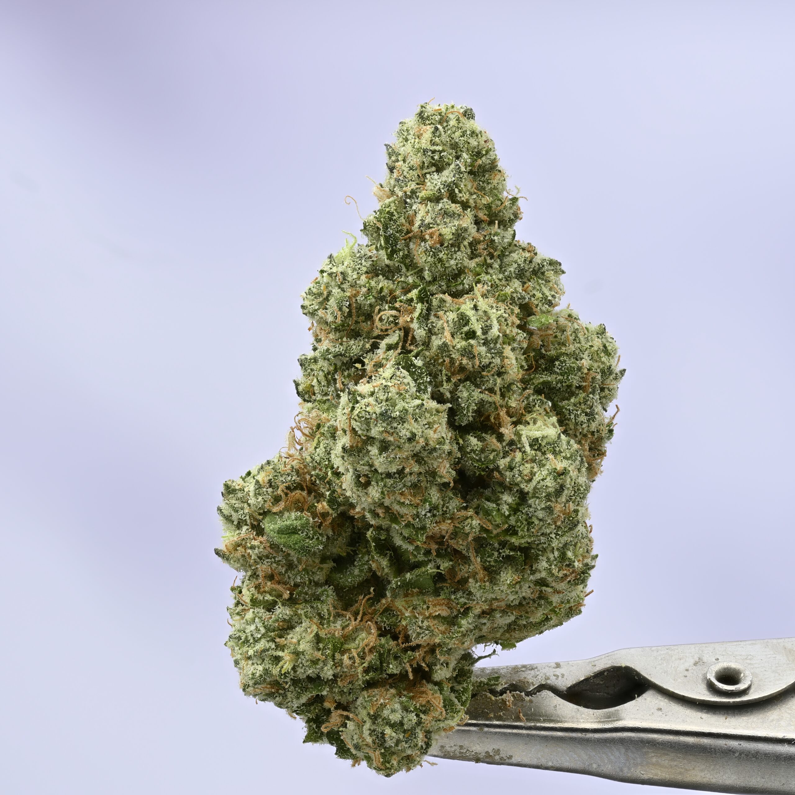 Preferred Gardens The Foam THCA flower — White Ash Reserve