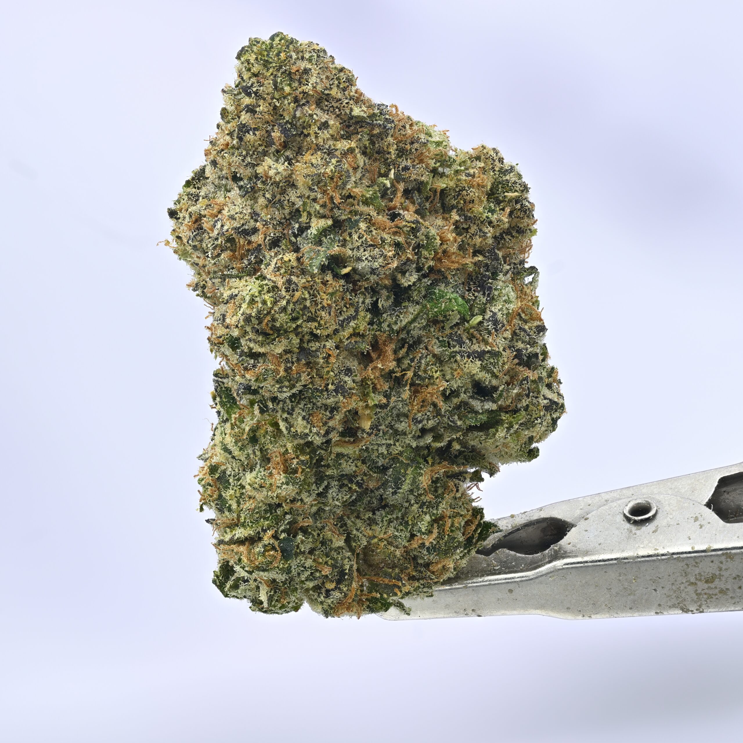 Seed Junky – Animal Cookies BX1 THCA flower — White Ash Reserve