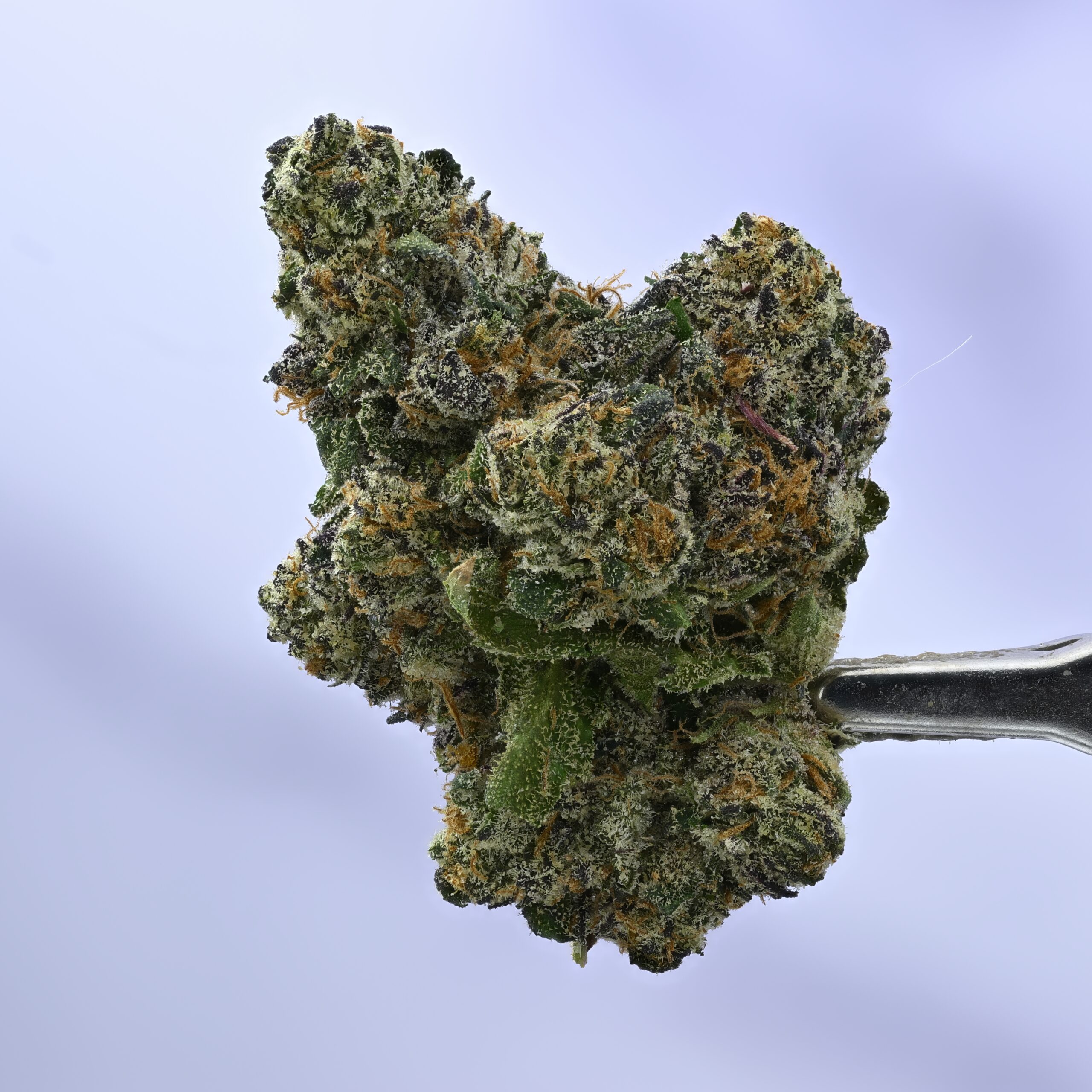 Seed Junky – B6 THCA flower — White Ash Reserve