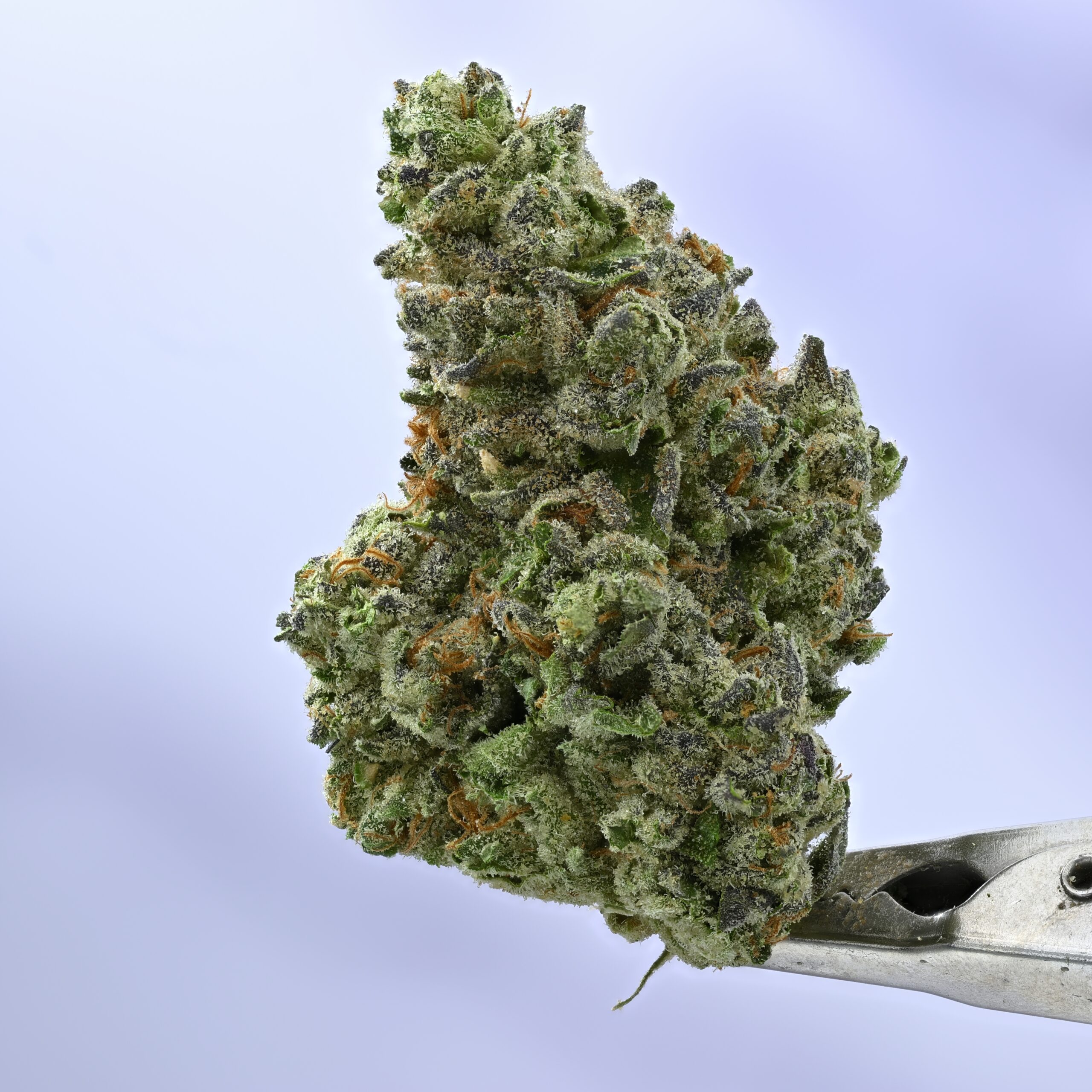 Seed Junky – GP x Animal Cookies THCA flower — White Ash Reserve