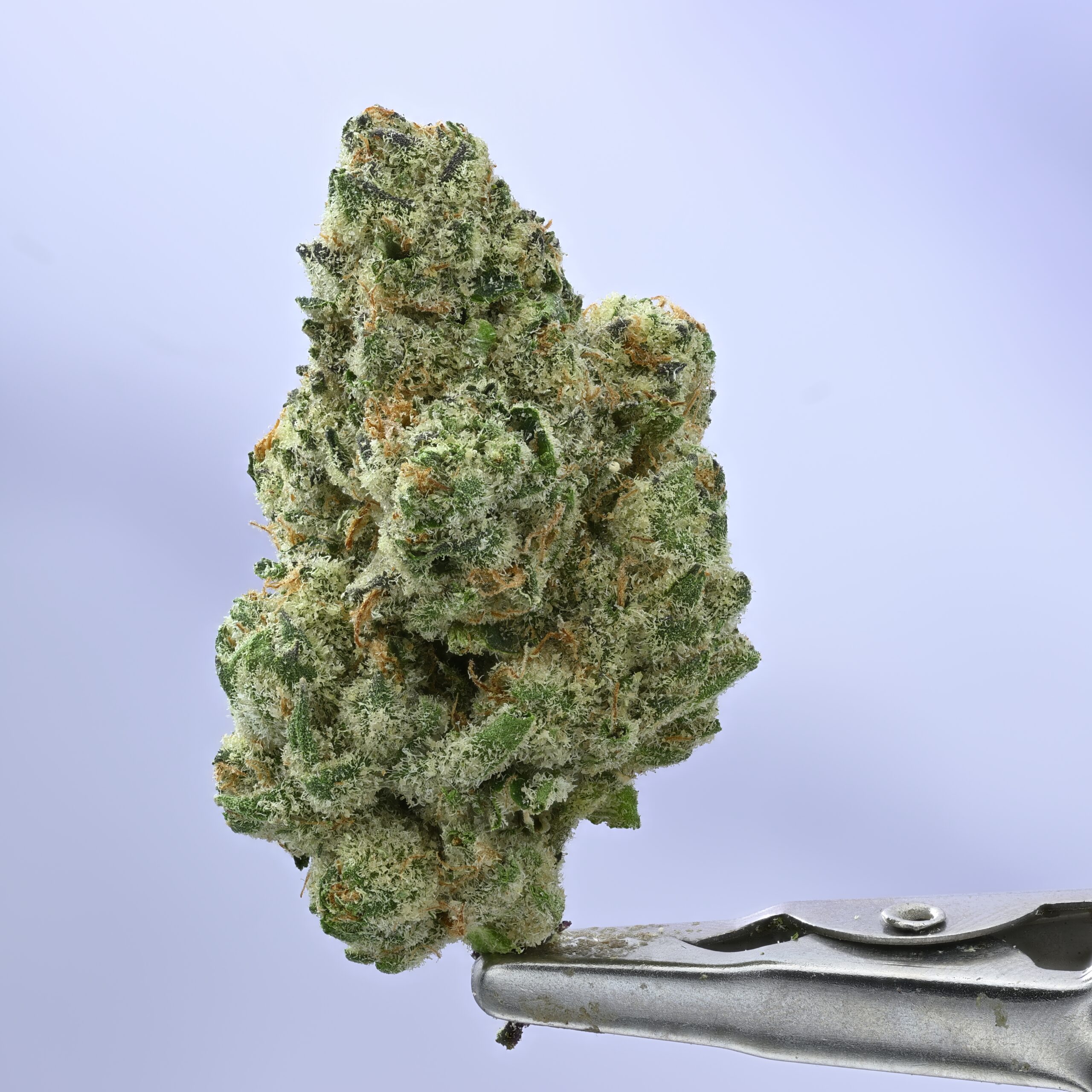 Seed Junky – JE THCA flower — White Ash Reserve