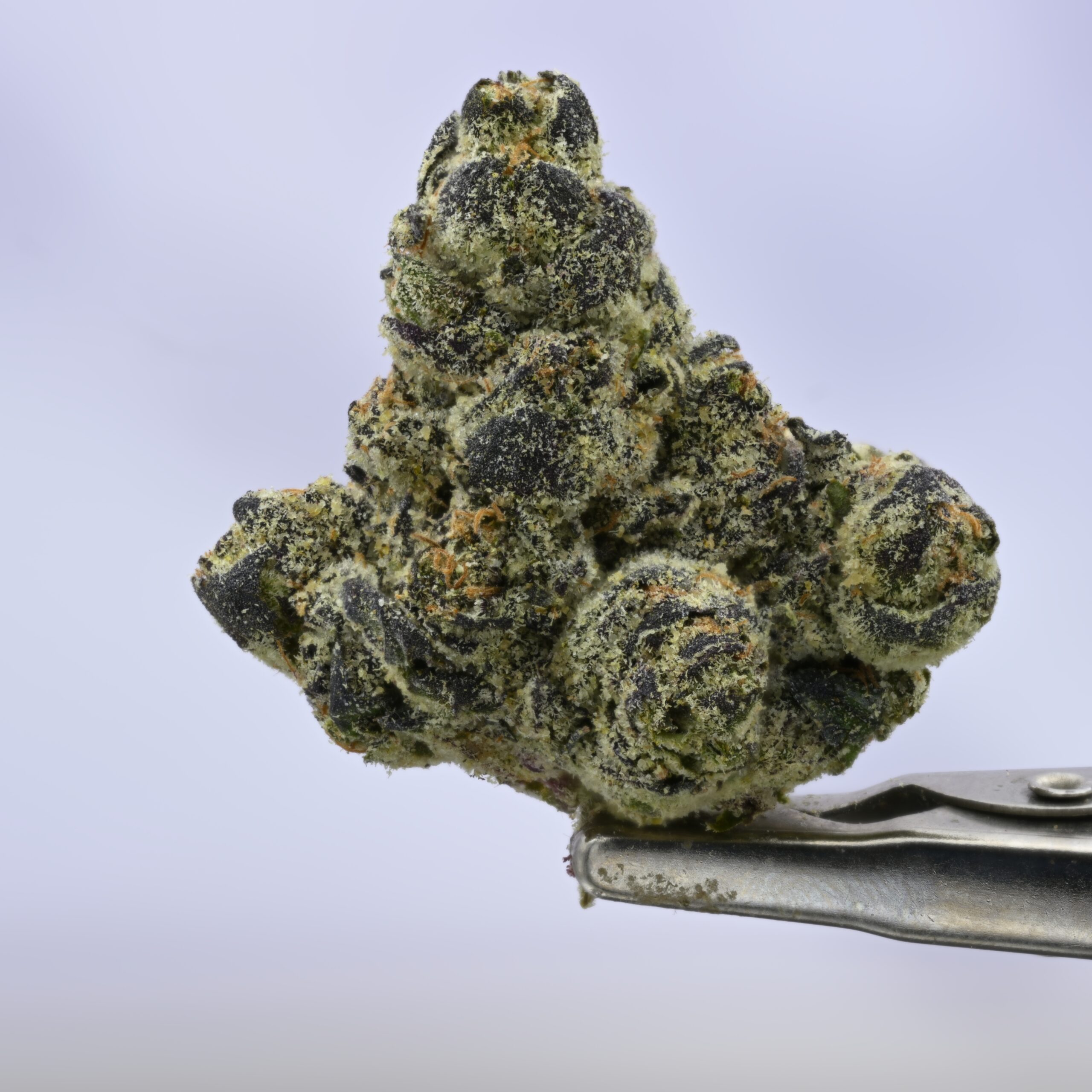 Seed Junky Red Eye THCA flower — White Ash Reserve
