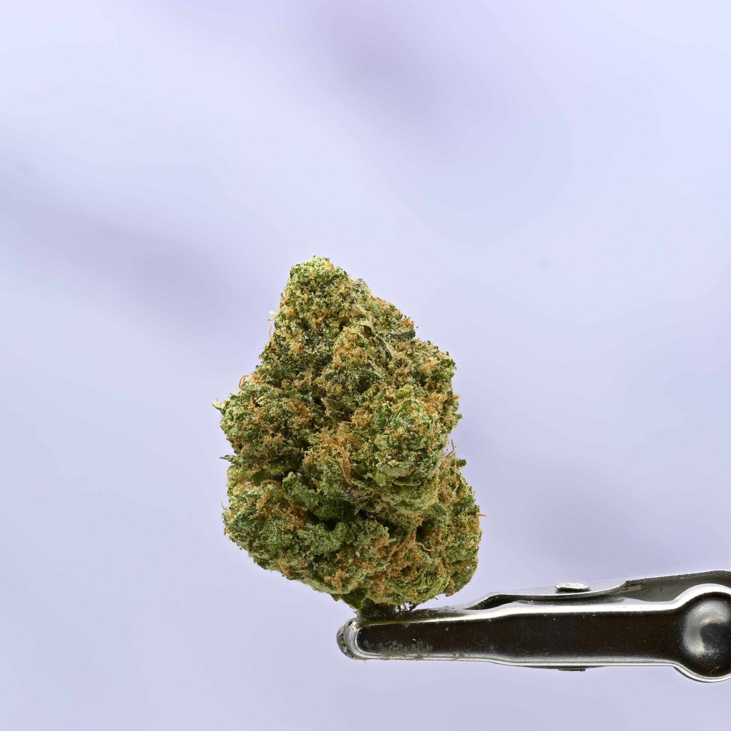 Seed Junky Zkittlez THCA flower — White Ash Reserve