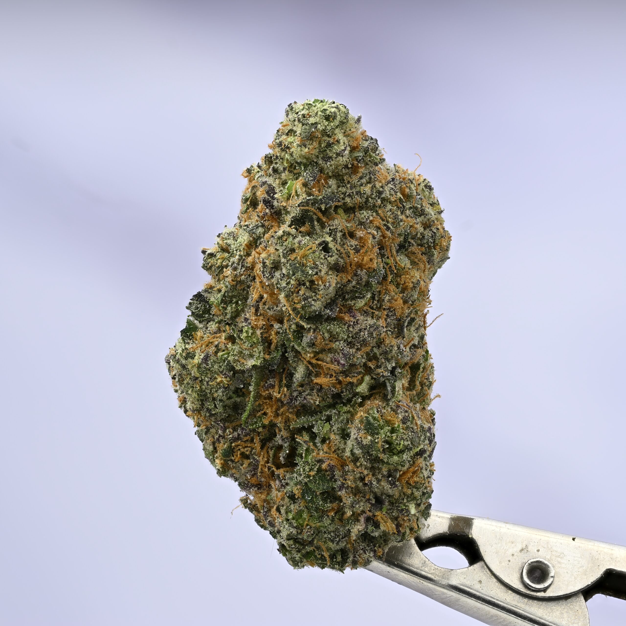 Wood Wide NeonZ THCA flower — White Ash Reserve