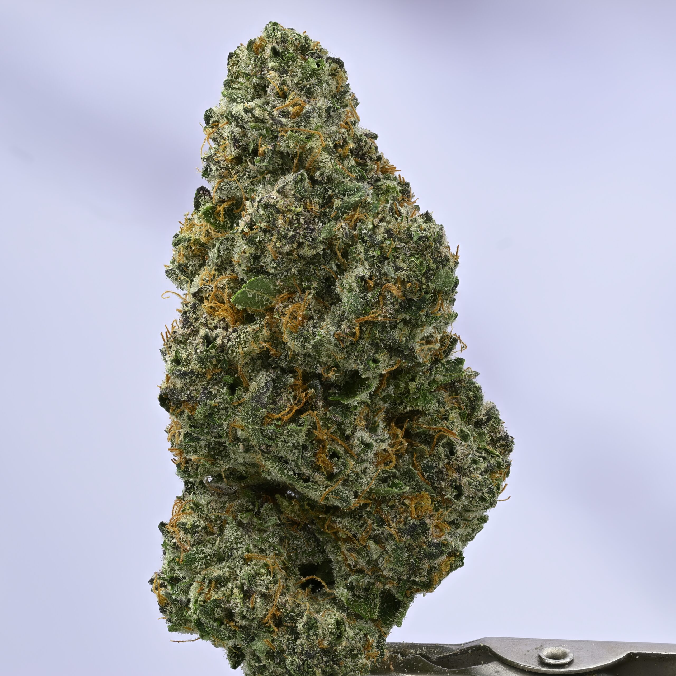 Wood Wide Purple Cream Sickle THCA flower — White Ash Reserve