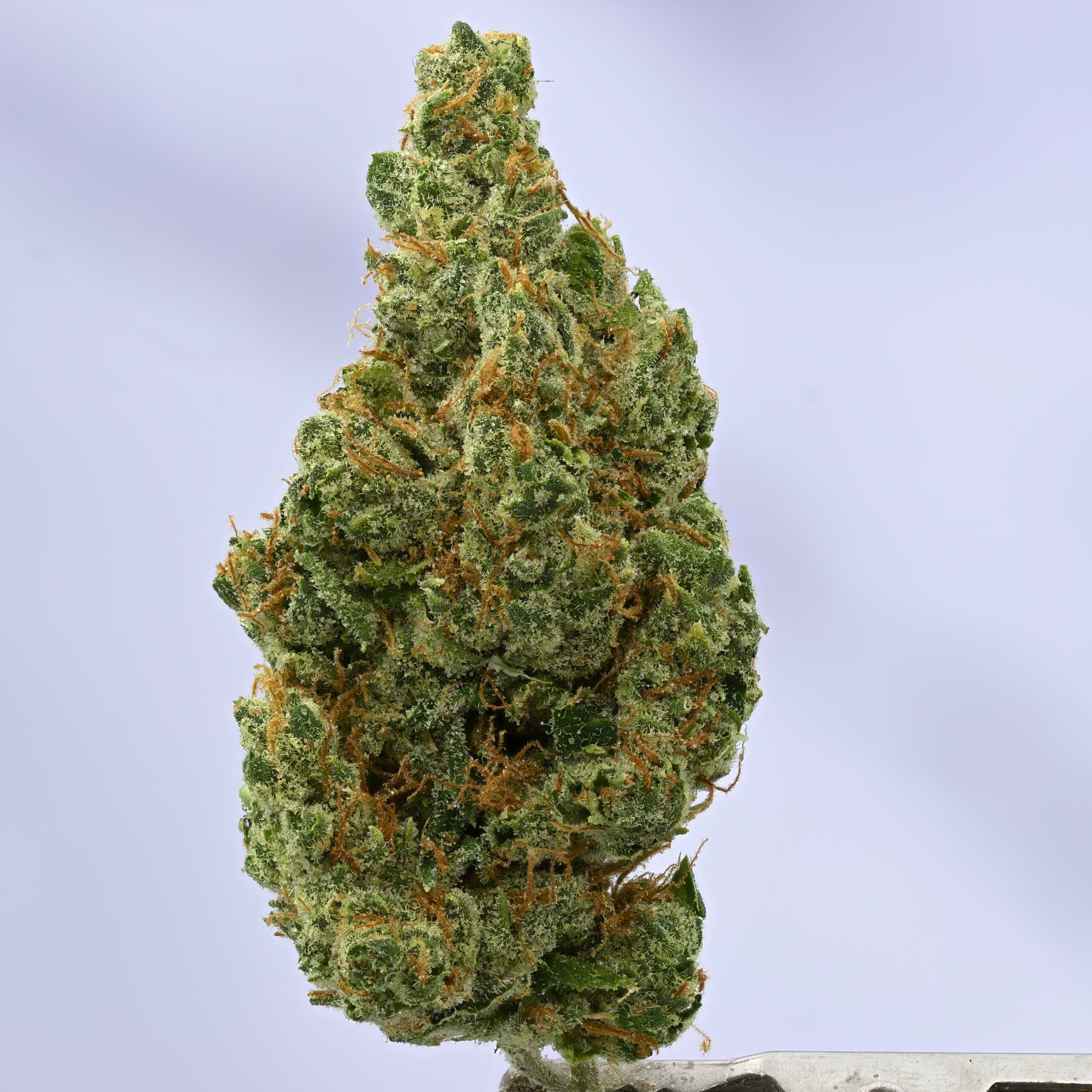 Wood Wide Sour Tangie THCA flower — White Ash Reserve