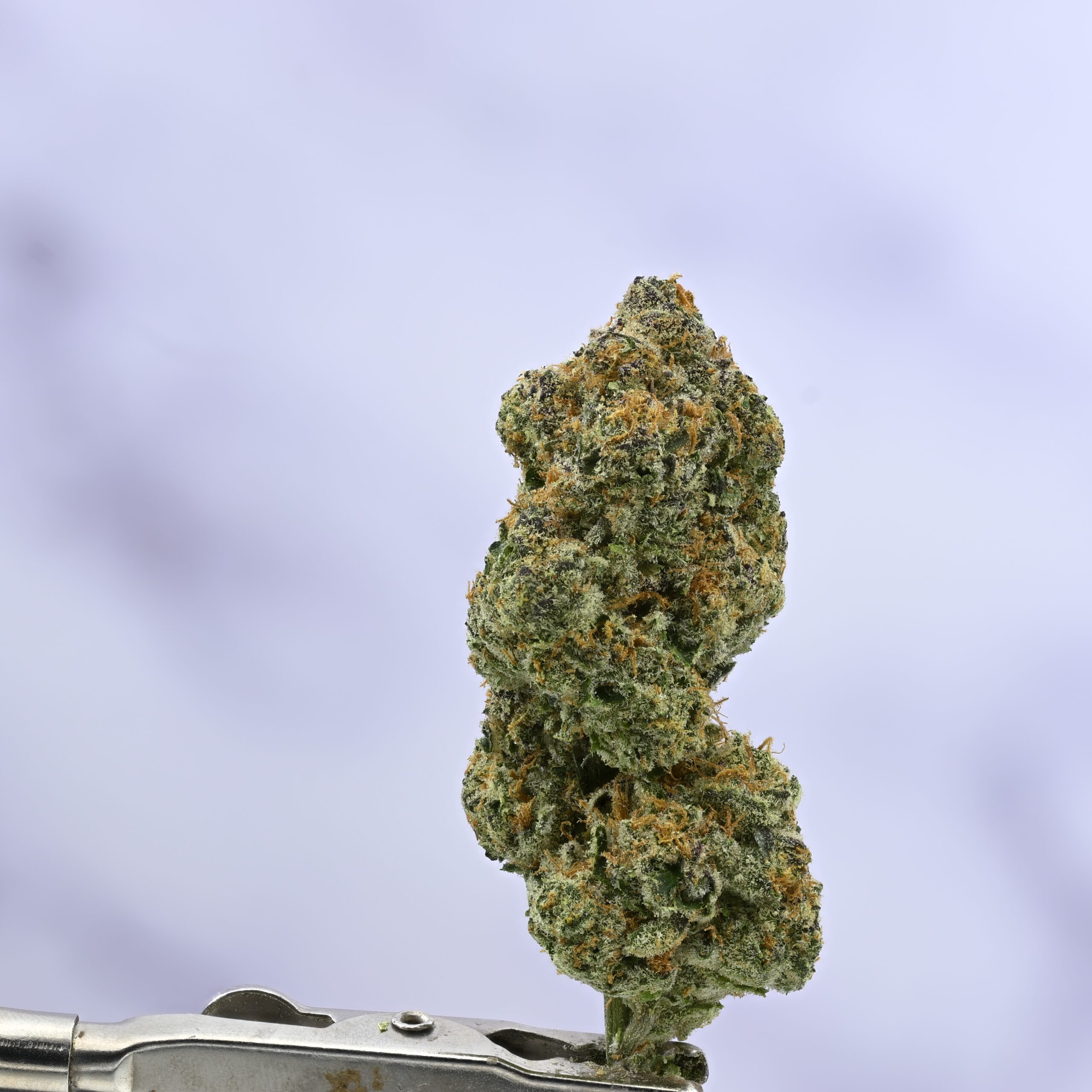Wood Wide Viper Cookies THCA flower — White Ash Reserve