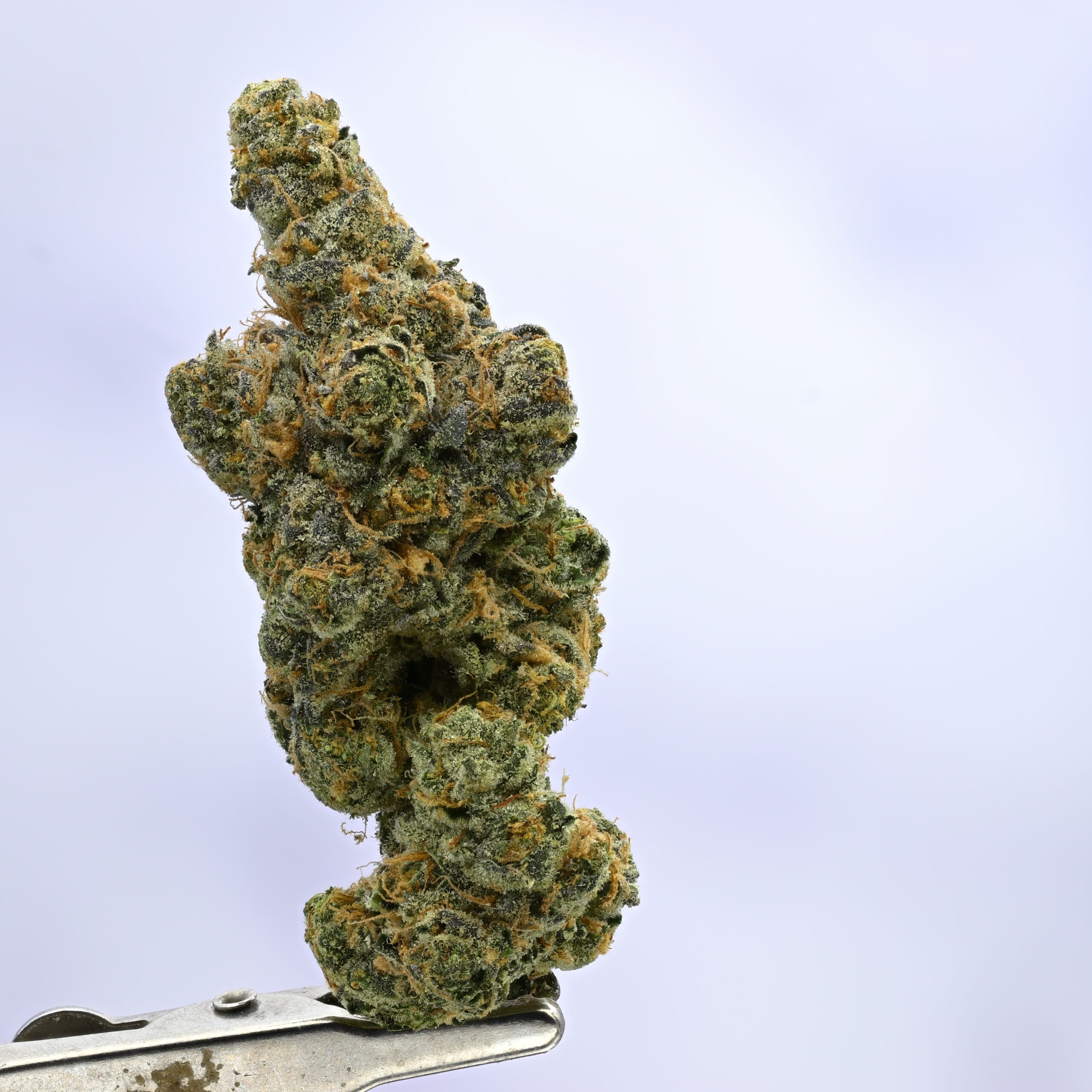 WoodWide GSC THCA flower — White Ash Reserve