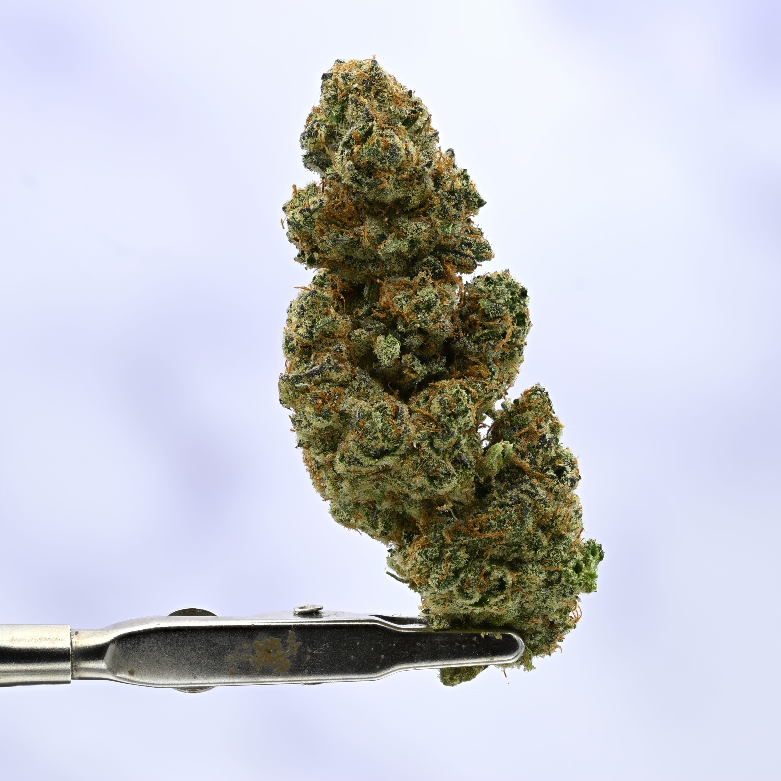 WoodWide Mendo Crumble THCA flower — White Ash Reserve