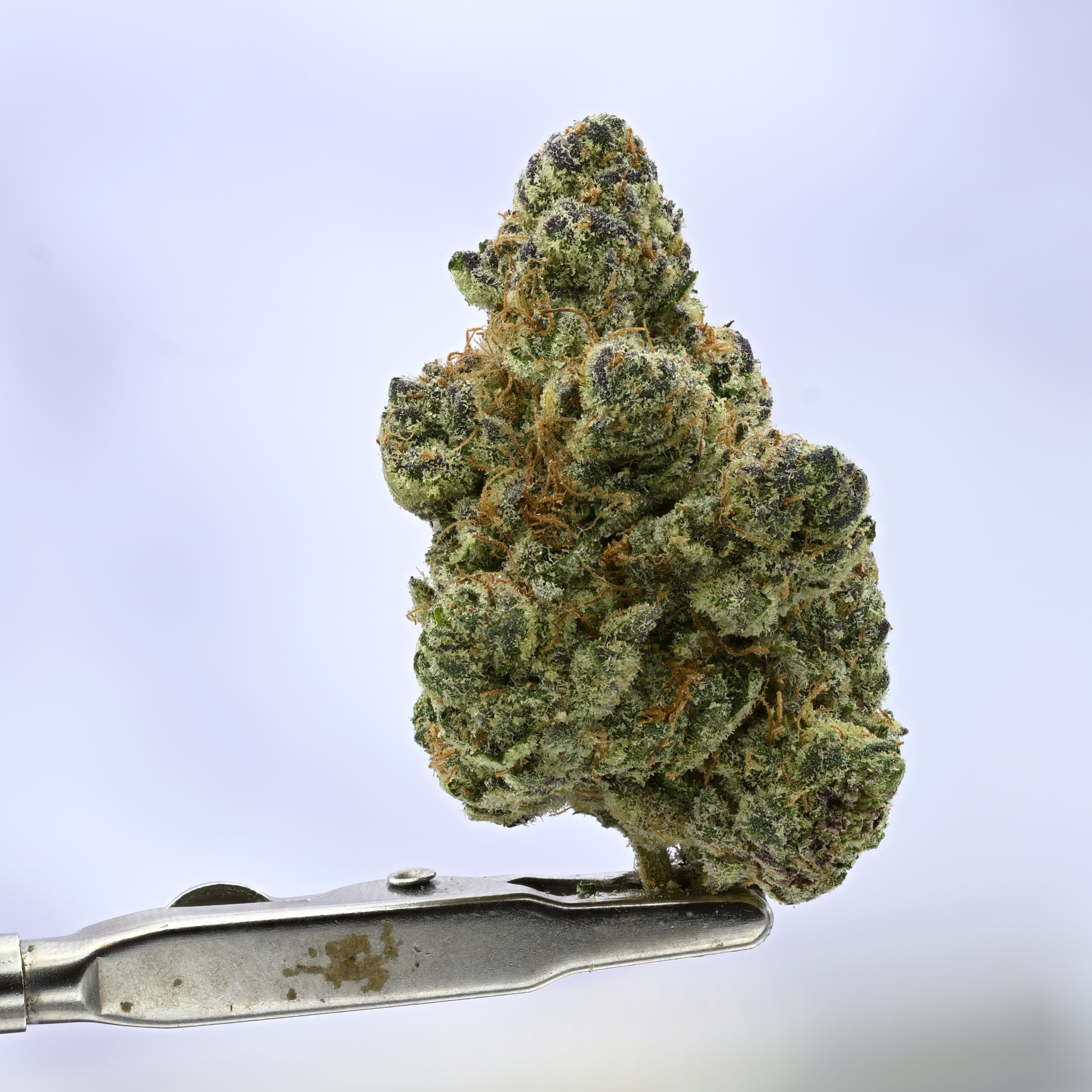 WoodWide Pleazure THCA flower — White Ash Reserve