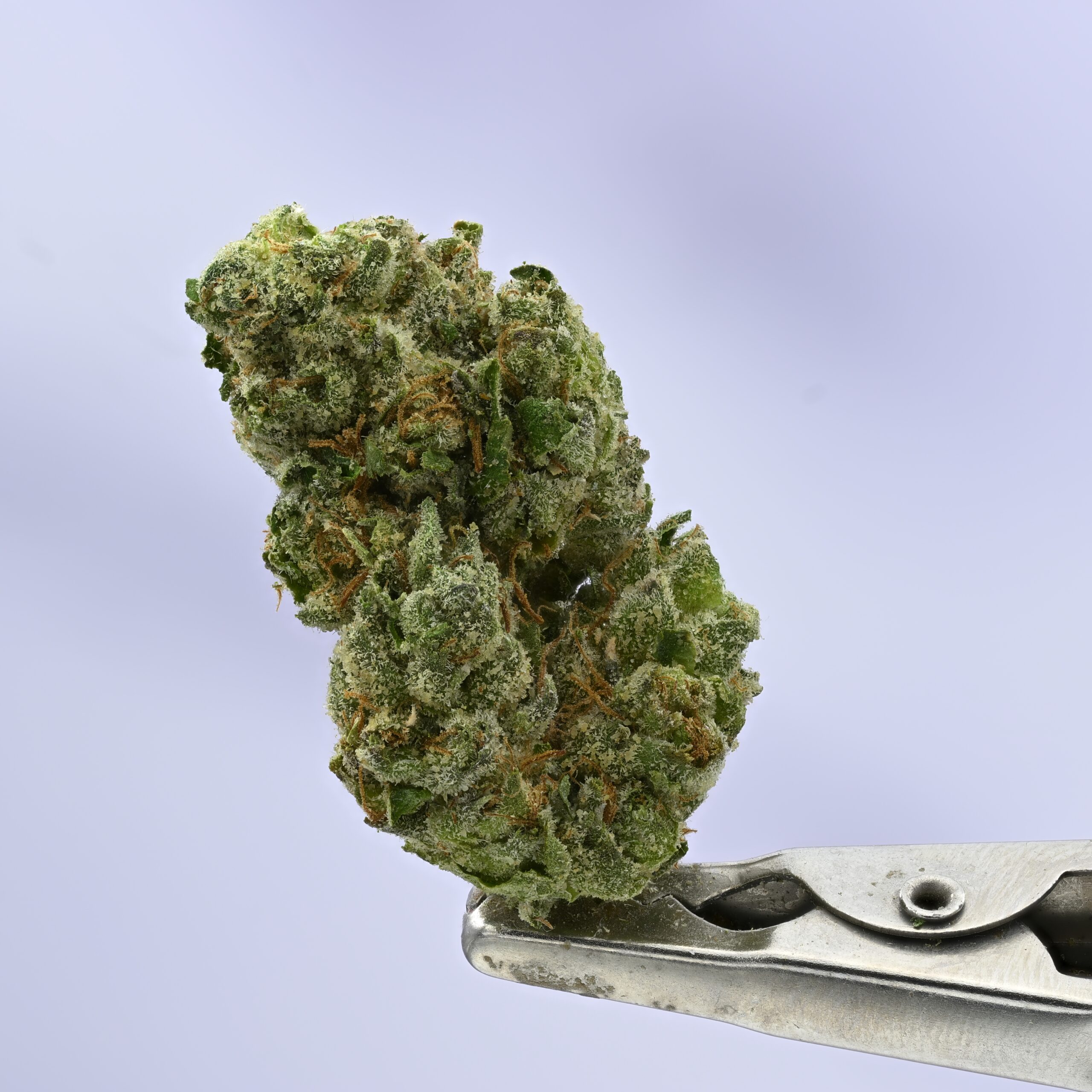 Yacht Club Nautical 7G Jar THCA flower — White Ash Reserve
