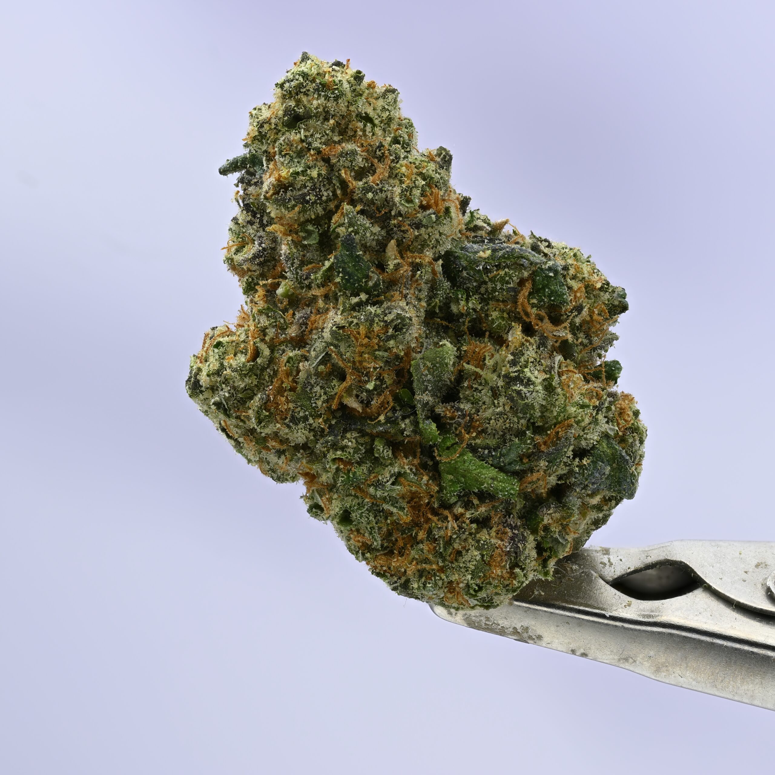 Yacht Club Shasta Blues 7G Jar THCA flower — White Ash Reserve